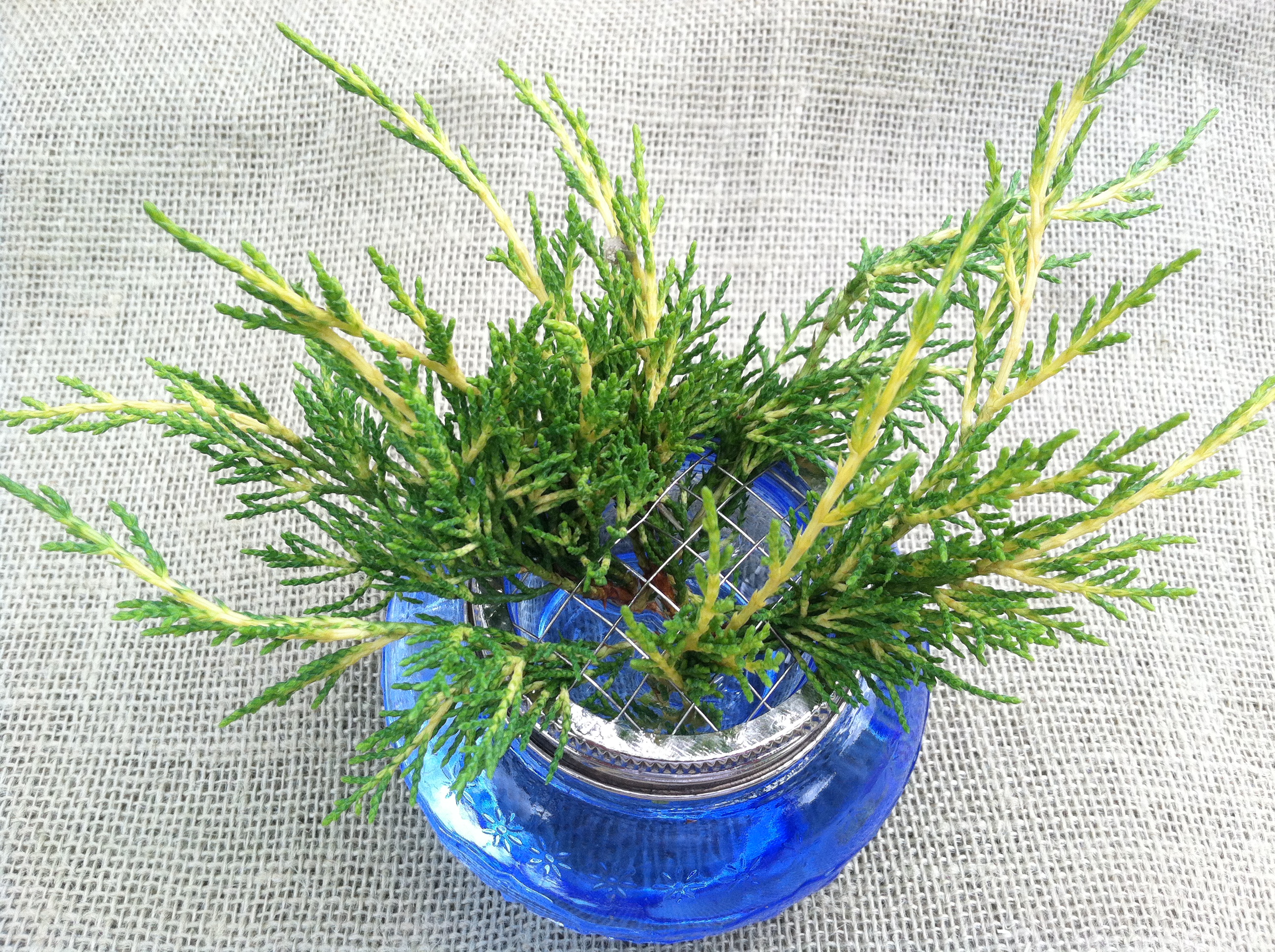 Add greenery for a frame and backdrop-This is gold tipped Juniper