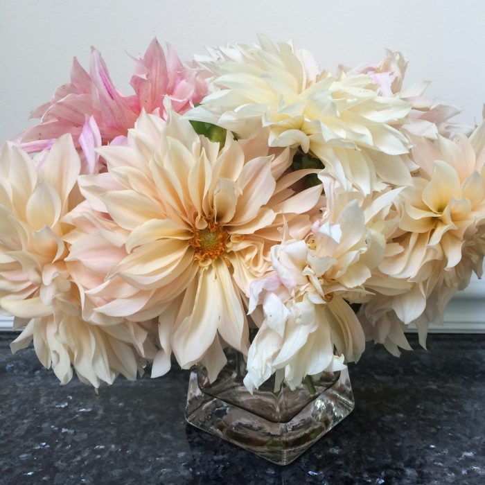 Cafe au Lait dahlia flowers are in shades of cream, pink, and tan