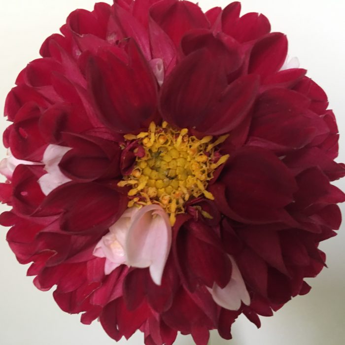 'York and Lancaster' an heirloom dahlia from Old House Gardens