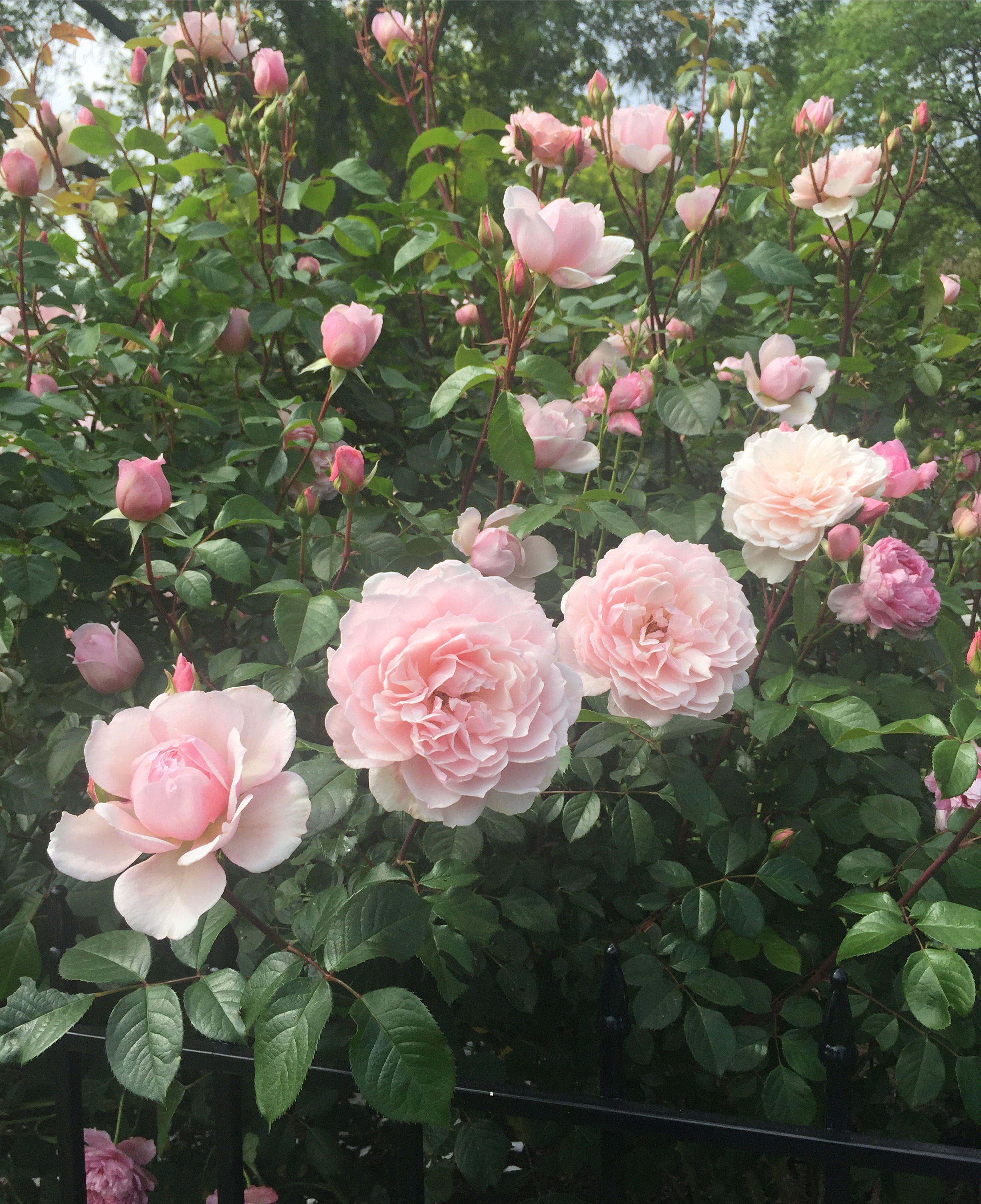 The Generous Gardener