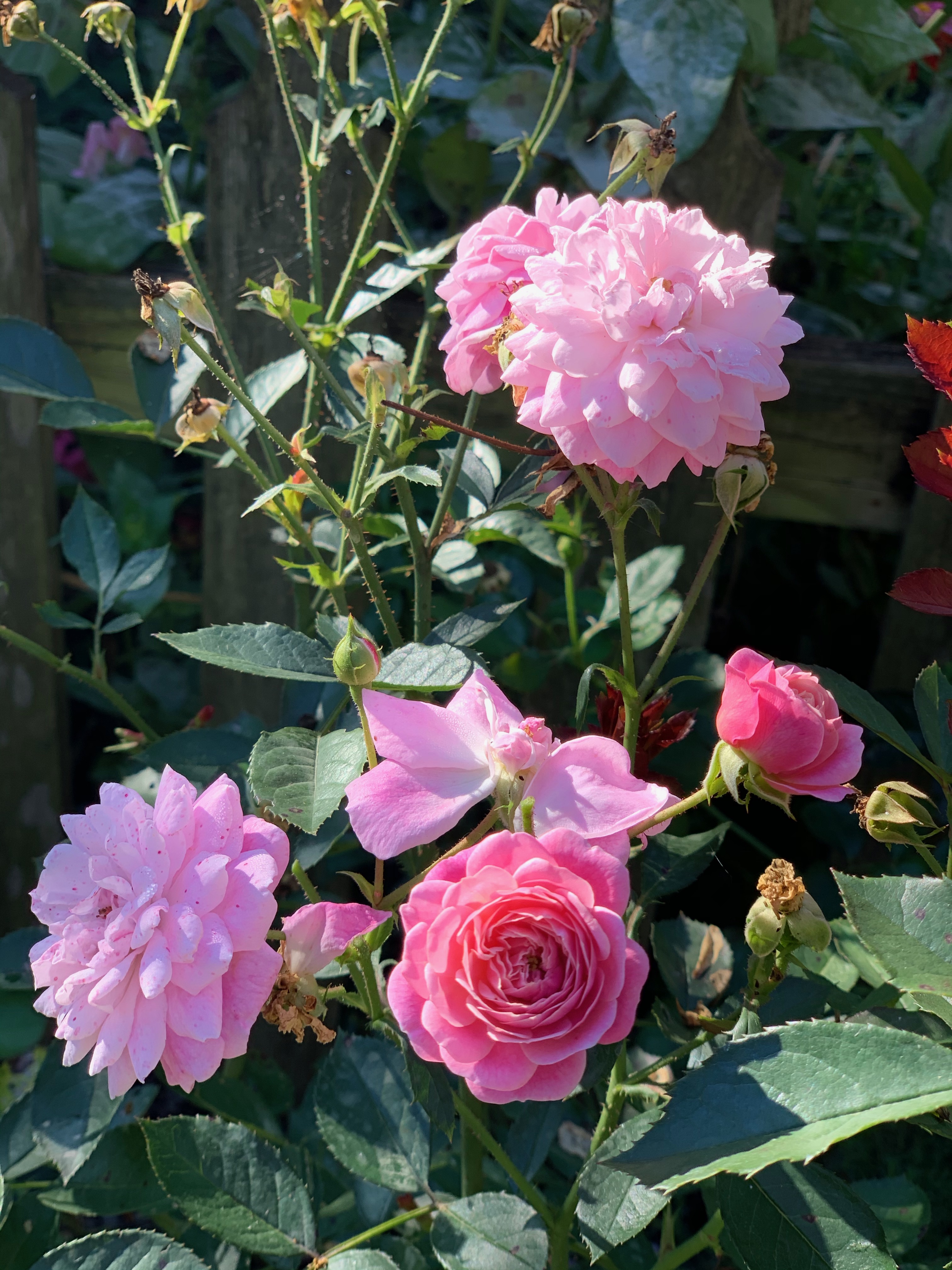 Head over Heels (Easy Elegance Collection)