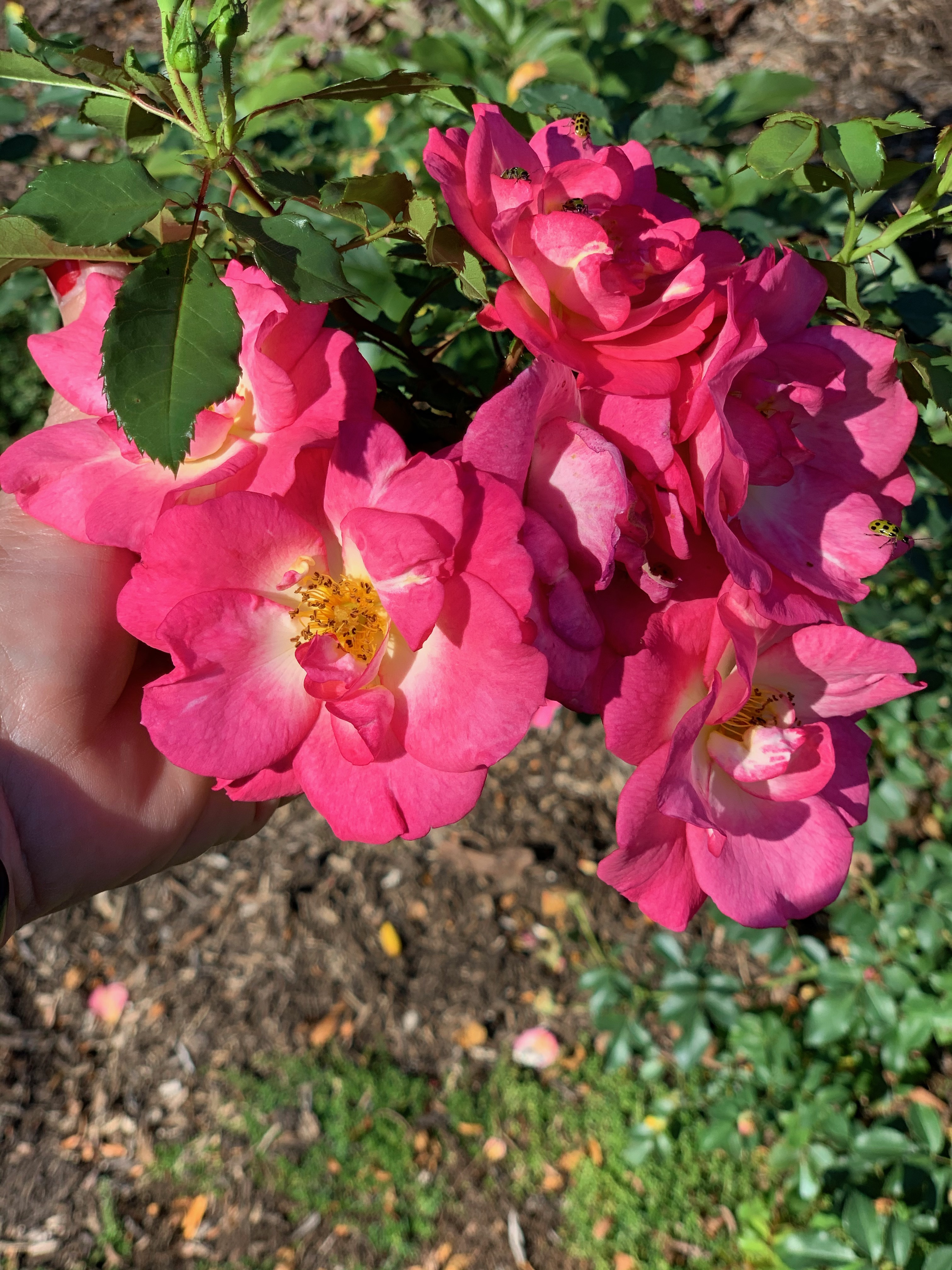 Sunrise Sunset (Easy Elegance)