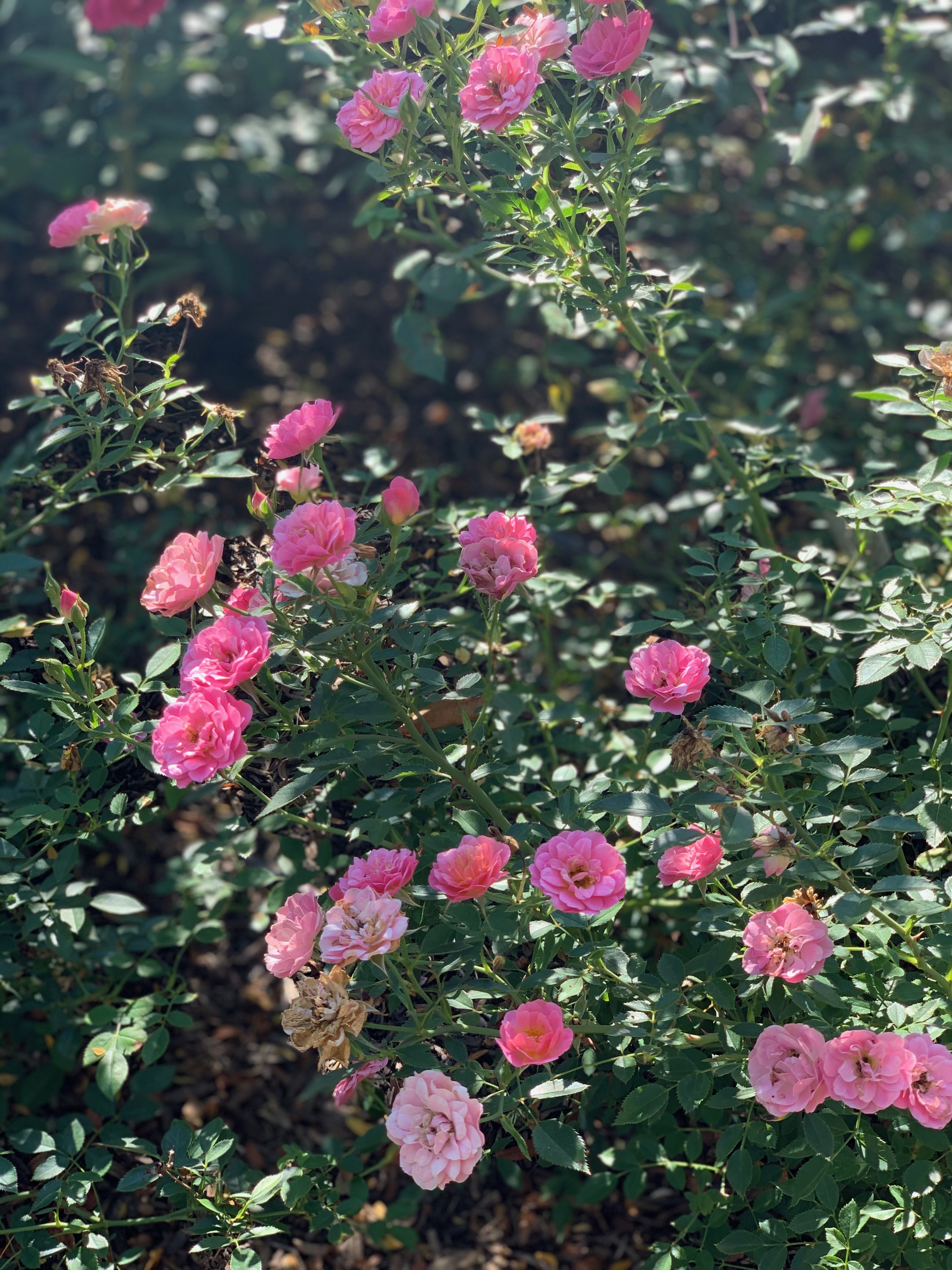 Petit Pink (OSO Easy Series)