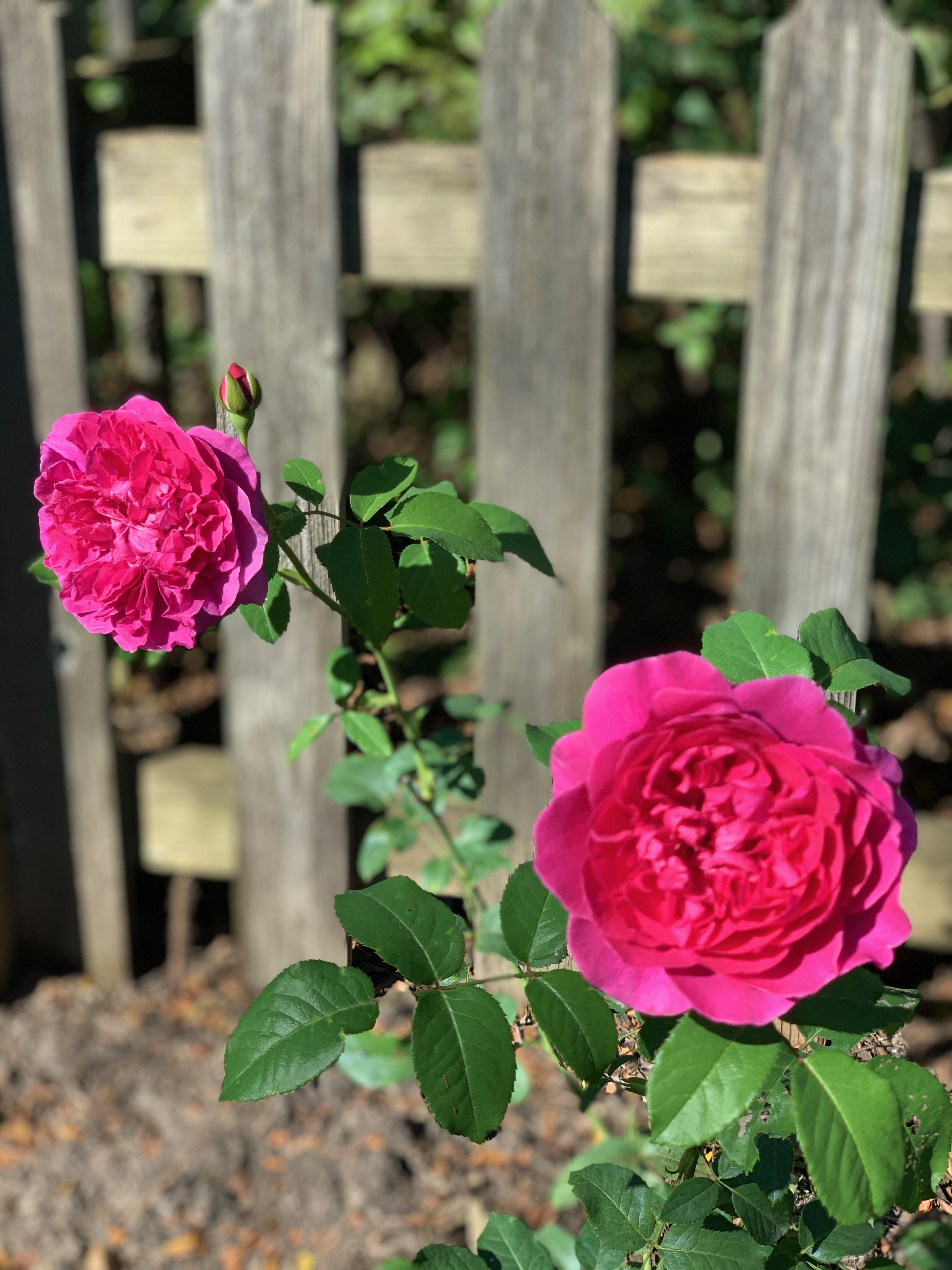 James L. Austin (DA)