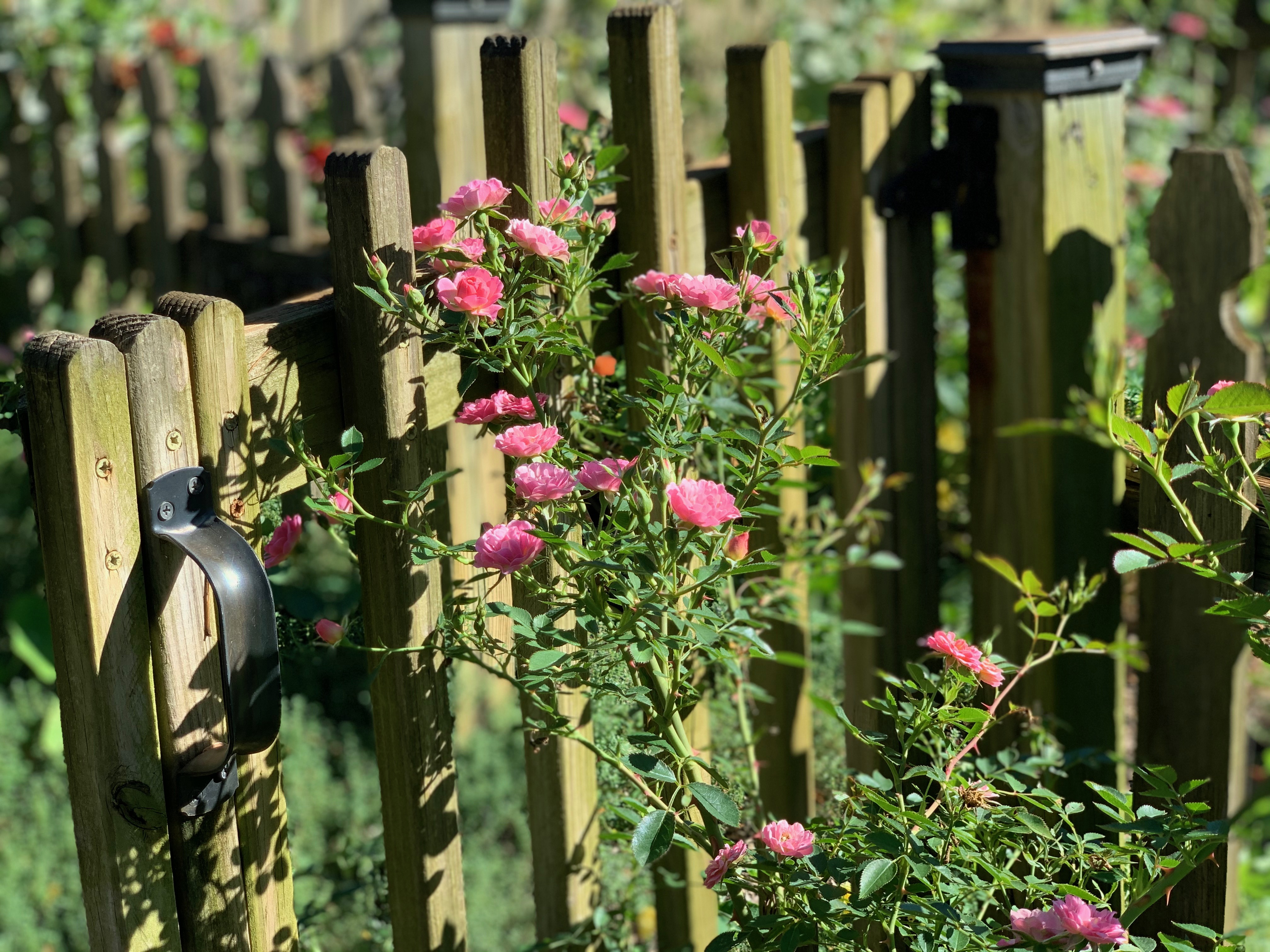 Petit Pink peeking through the fence. (OSO Easy Series)