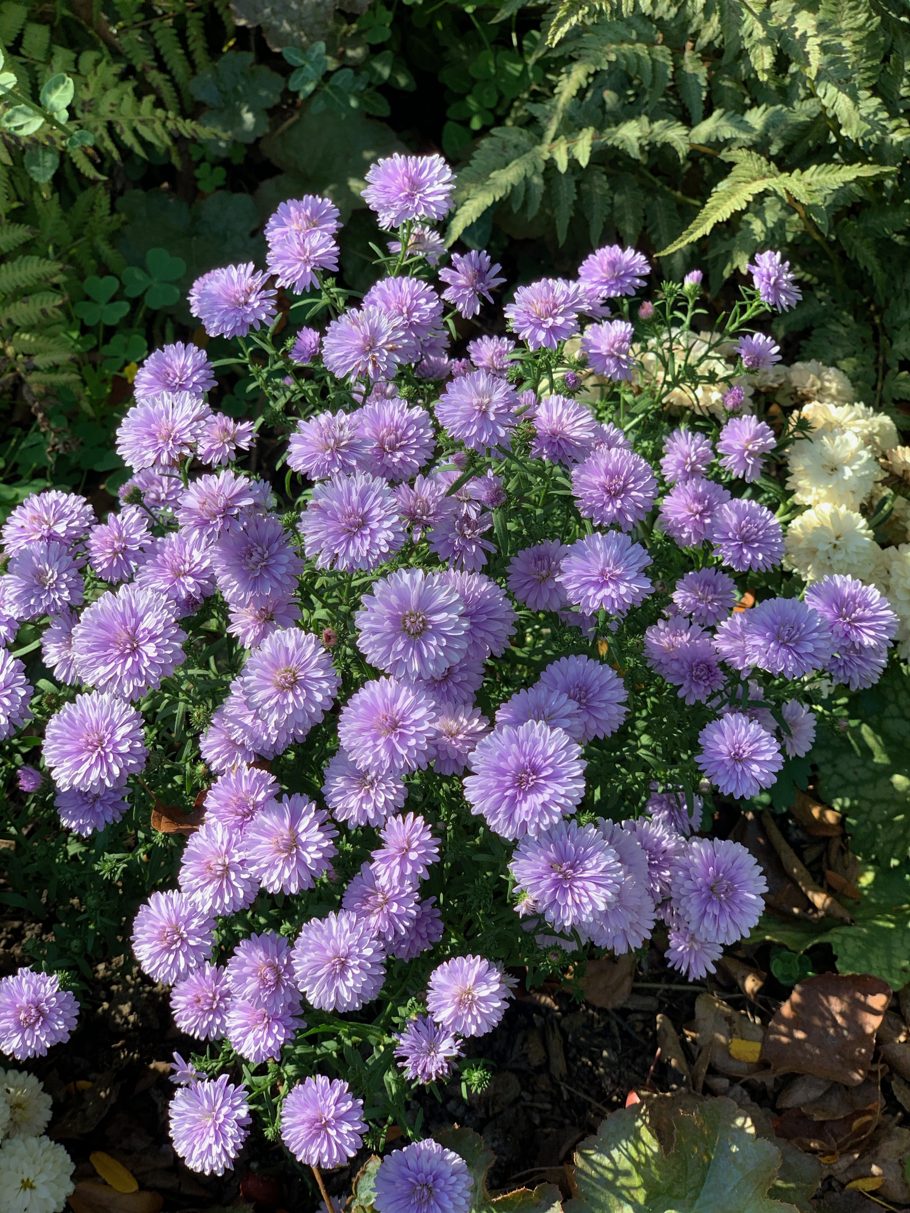 Peter III Blue Aster
