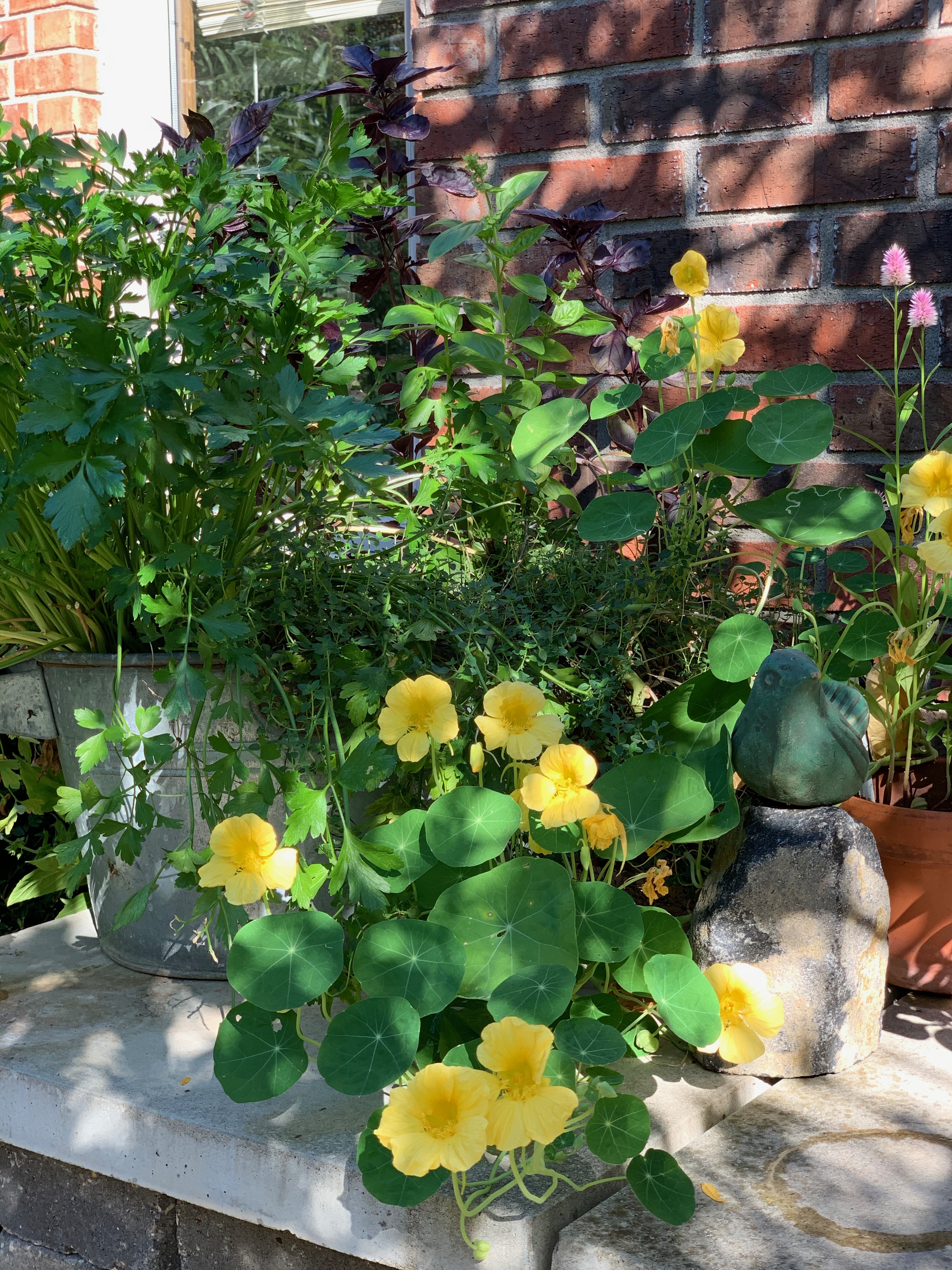 Nasturiums still going strong