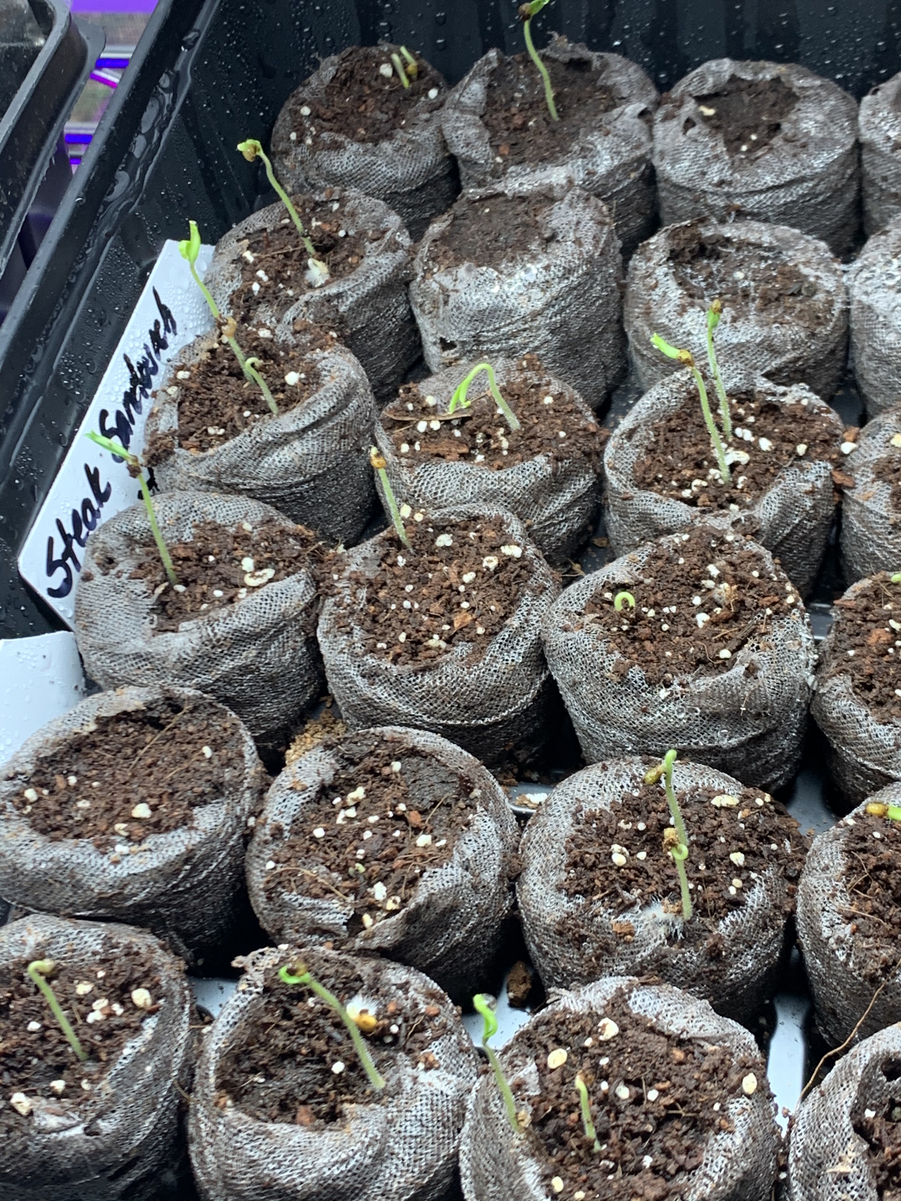 Tomato seed germination - OH HAPPY DAY