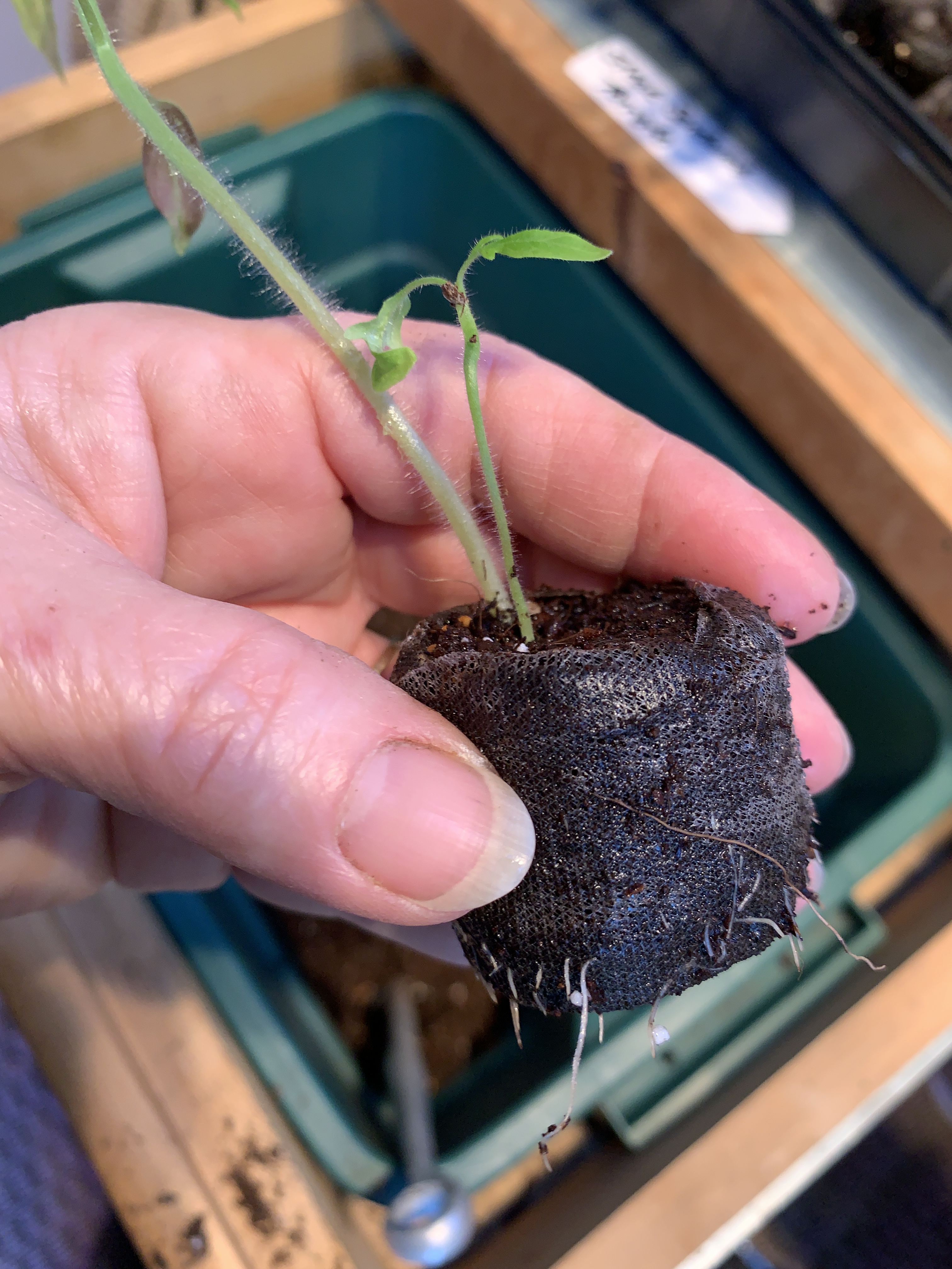 So delicate... but ready for more space