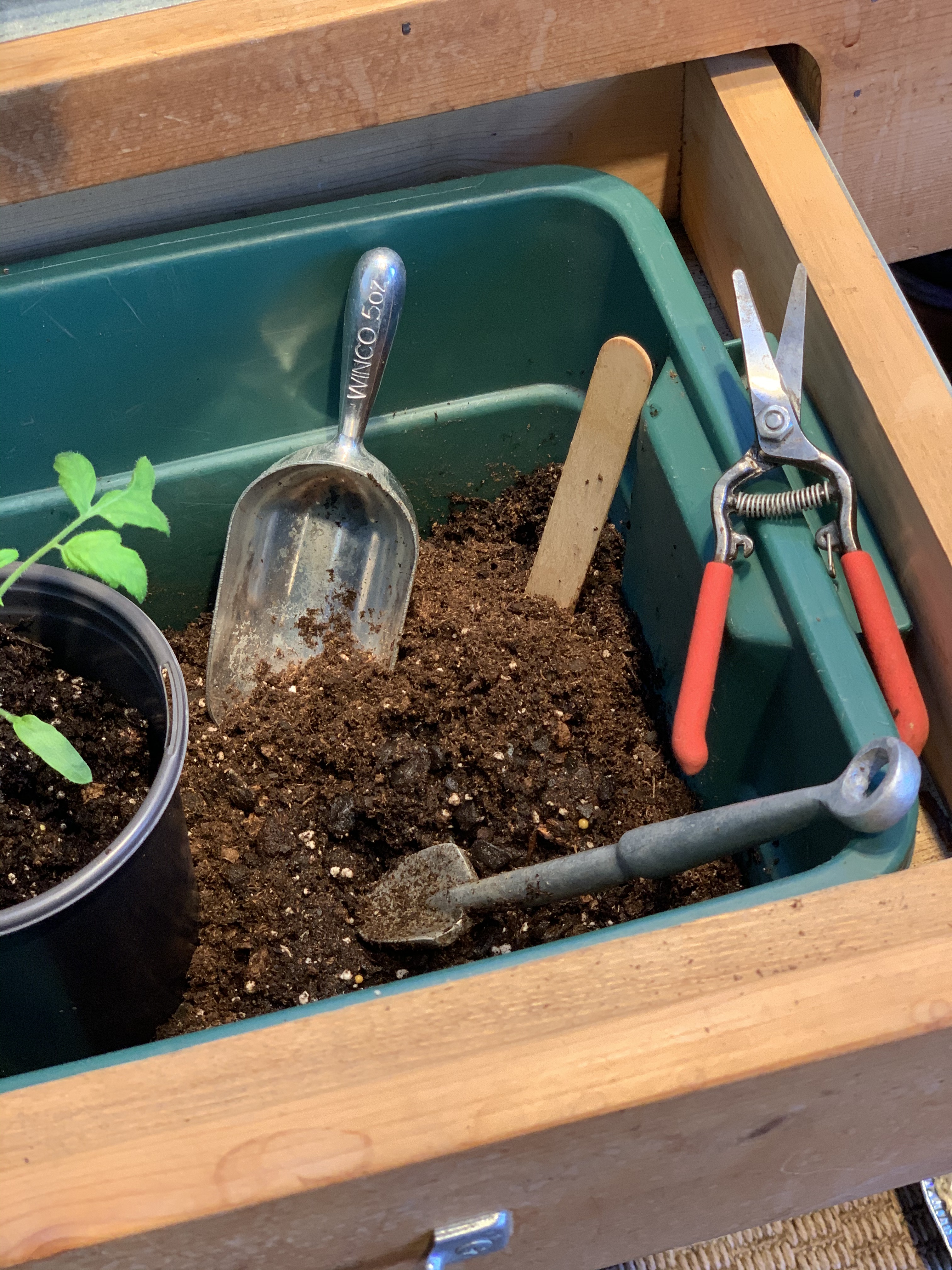 Tools I use ... Little trowel is just the best. It is at least 20 years old. Snips are for pruning out extras.