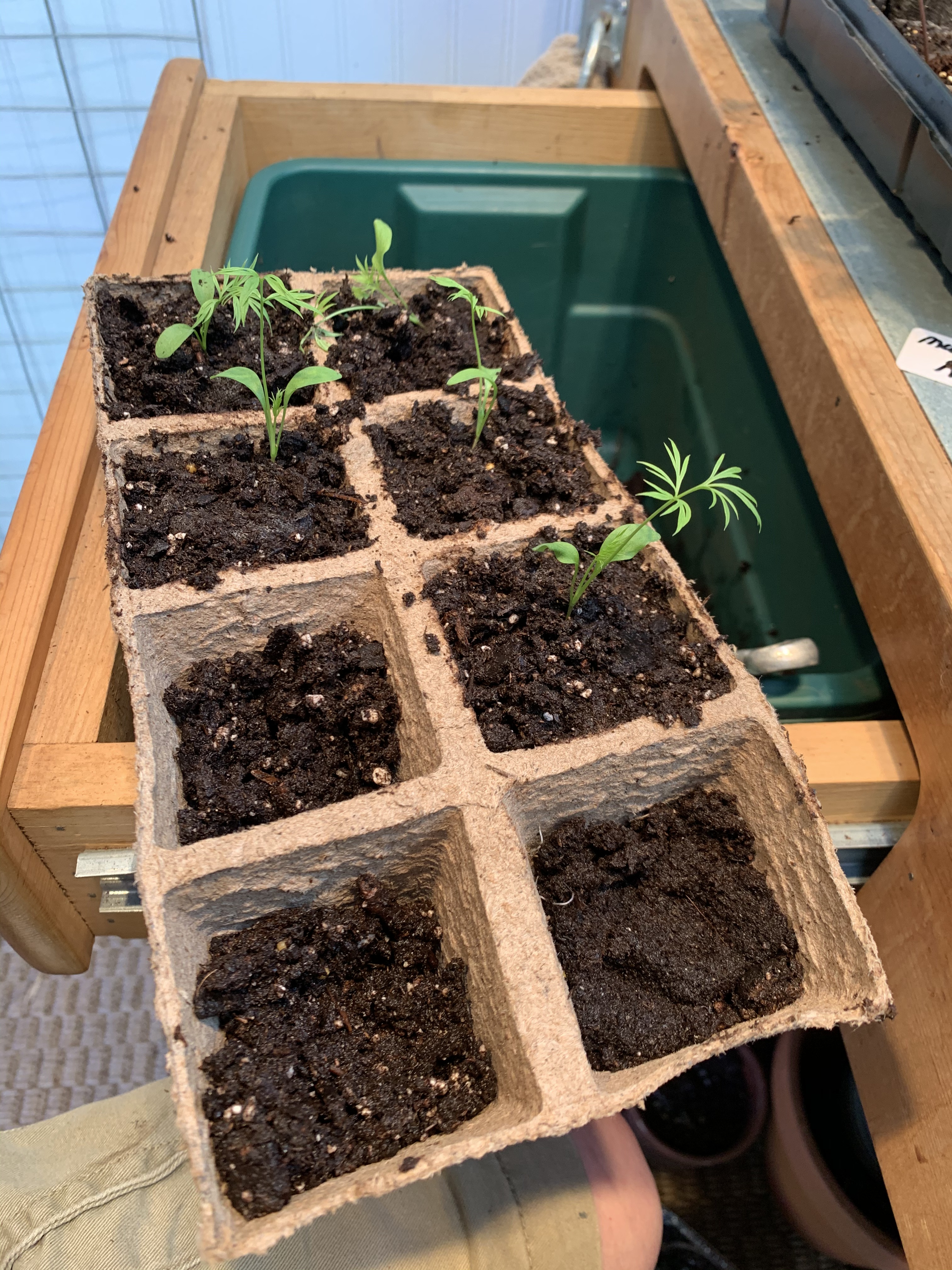 Another type of container is working well for the Nigella.