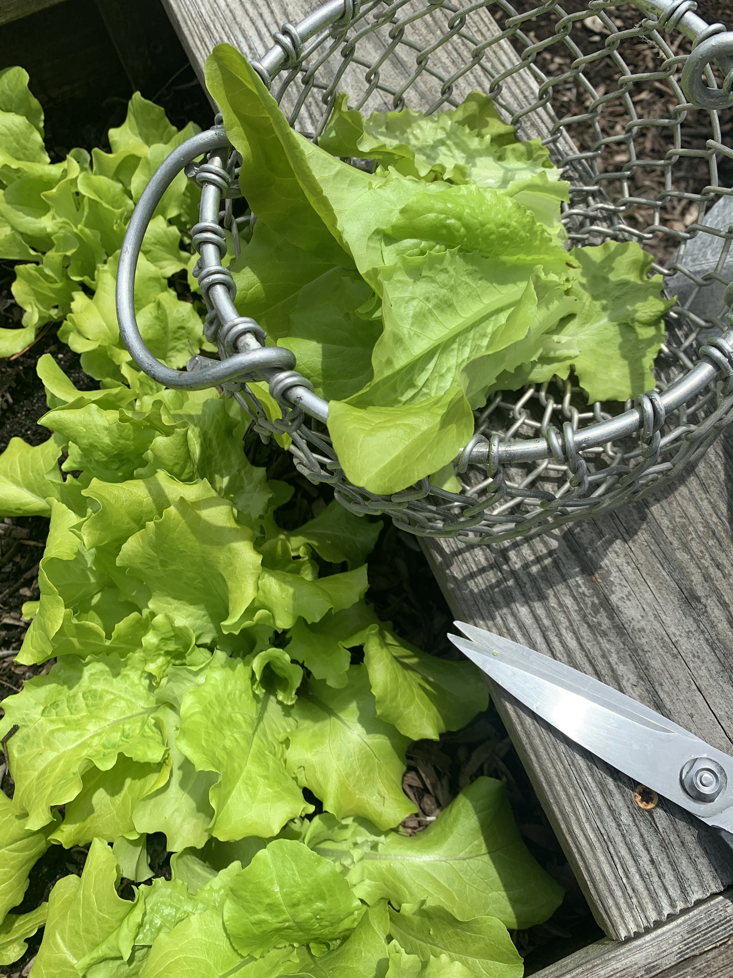🥗Lettuce (Black Simpson) is being enjoyed by all!