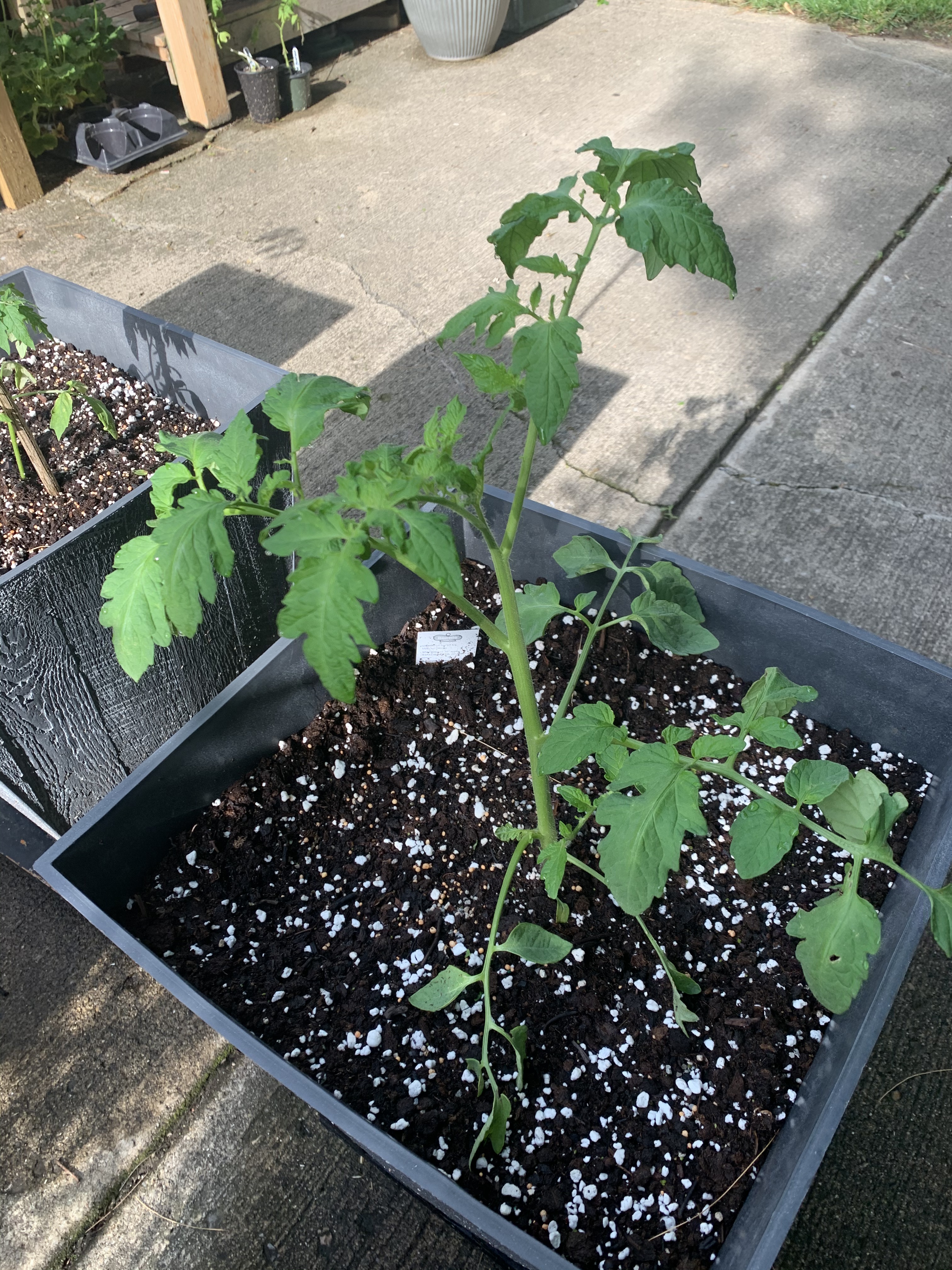 🍅Tomatoes planted in containers last weekend by my son. 👨‍🌾 We always have garden days together for Mother's Day but this year it had to be later and socially distanced. No hugs. 😭 TOMATOES: Summer Sandwich (formerly Steak Sandwich), Romas, Mr. Stripey and several cherry tomato varieties.