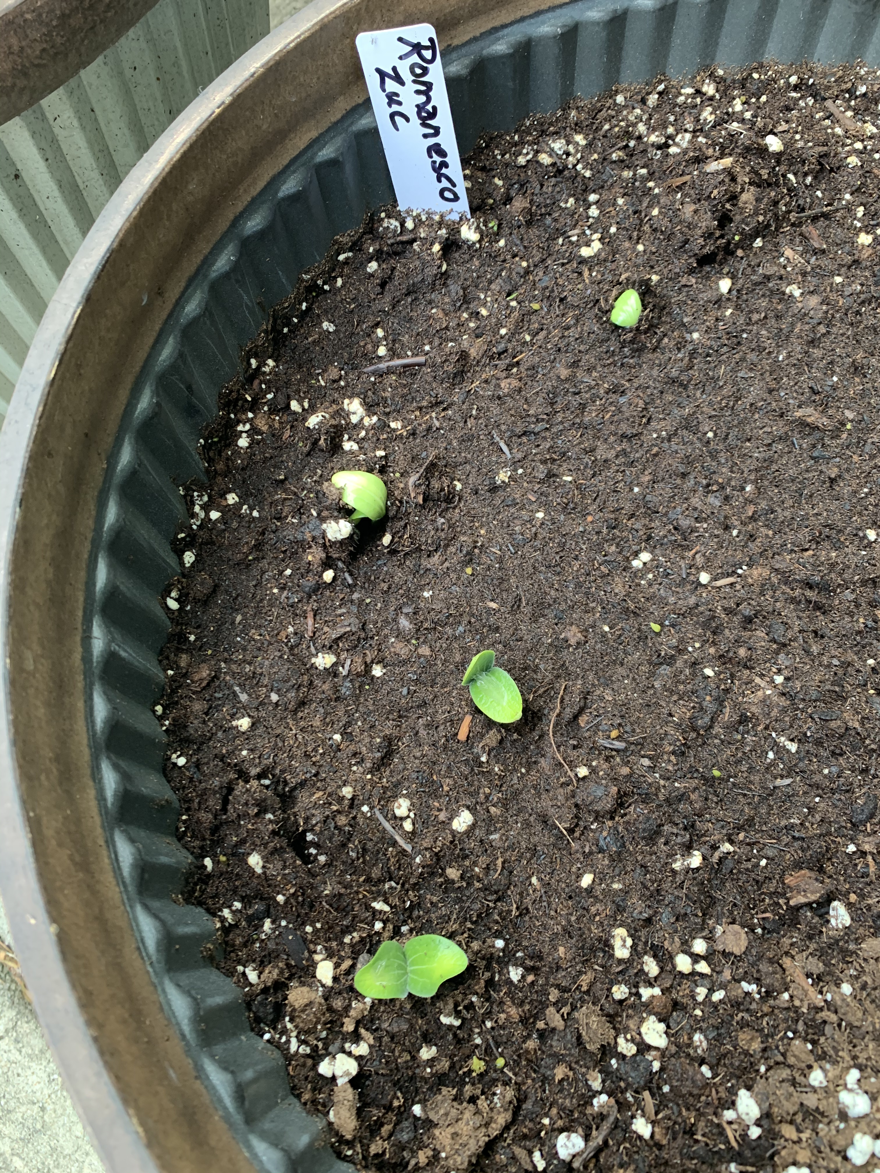 🌱Zucchini are growing in containers as we did last year. This year's varieties are Romanesco and Rhonde de Nice (a round Zuc)