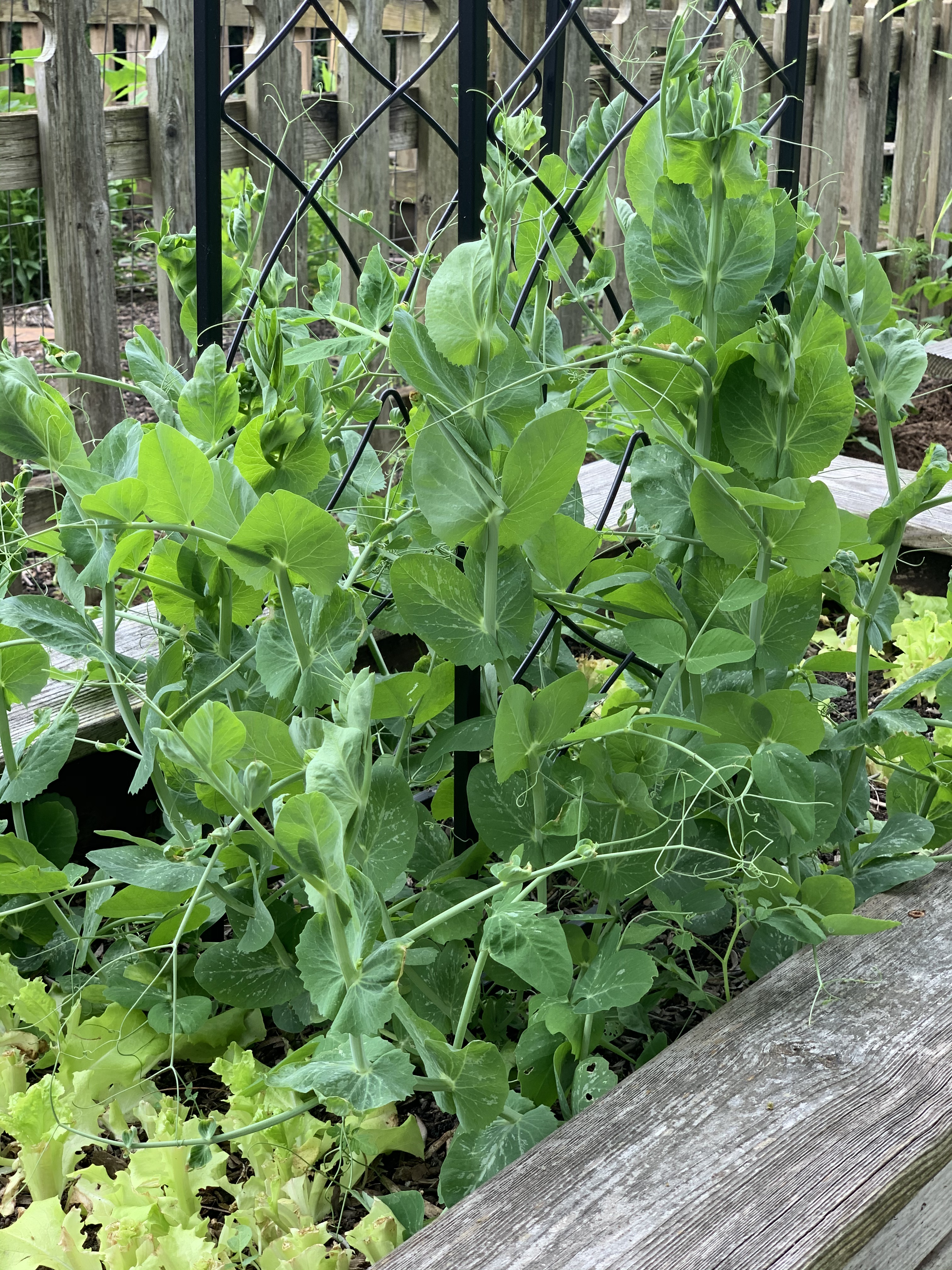 🌱Peas coming along nicely.