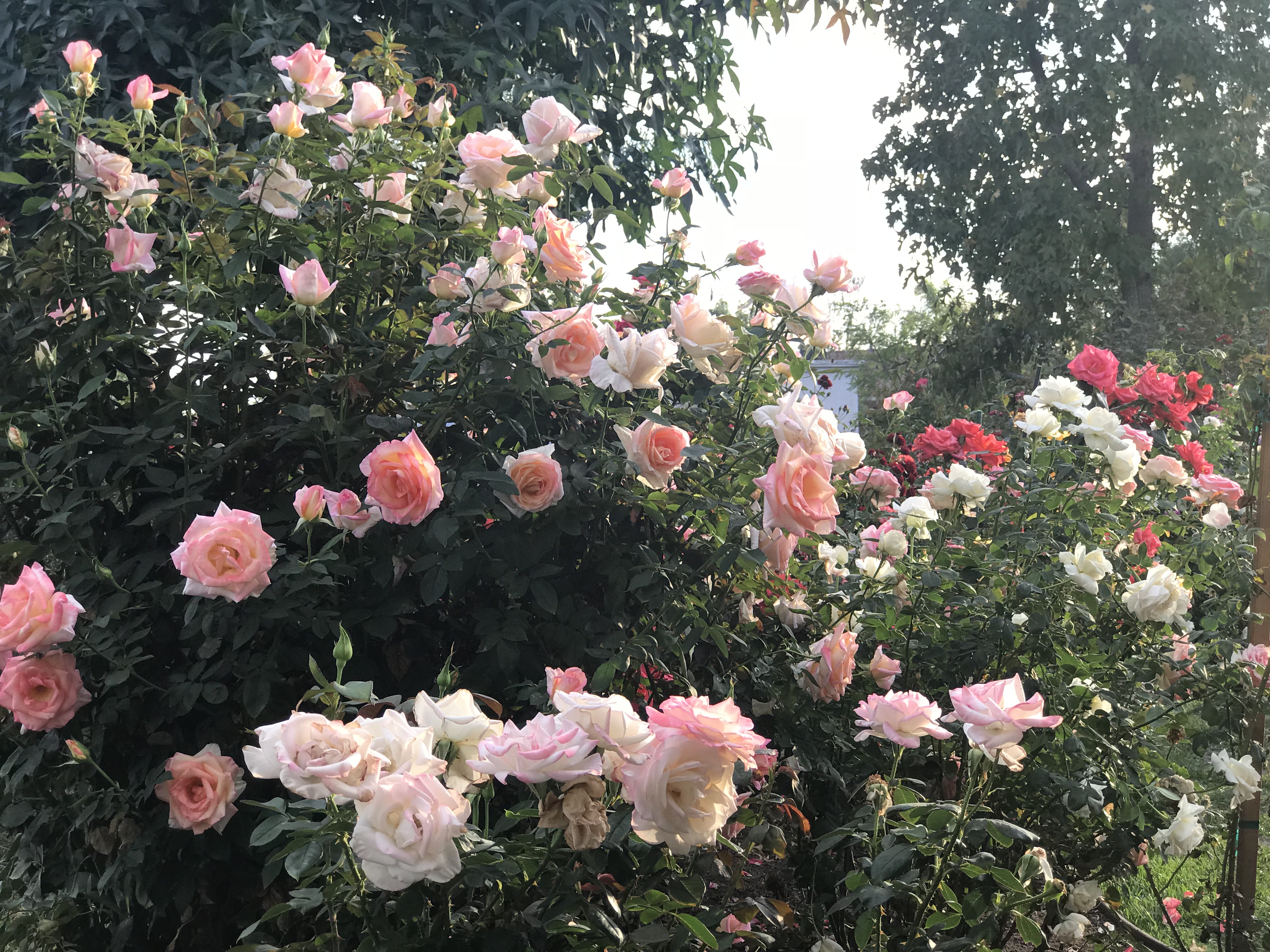 img_8825-1