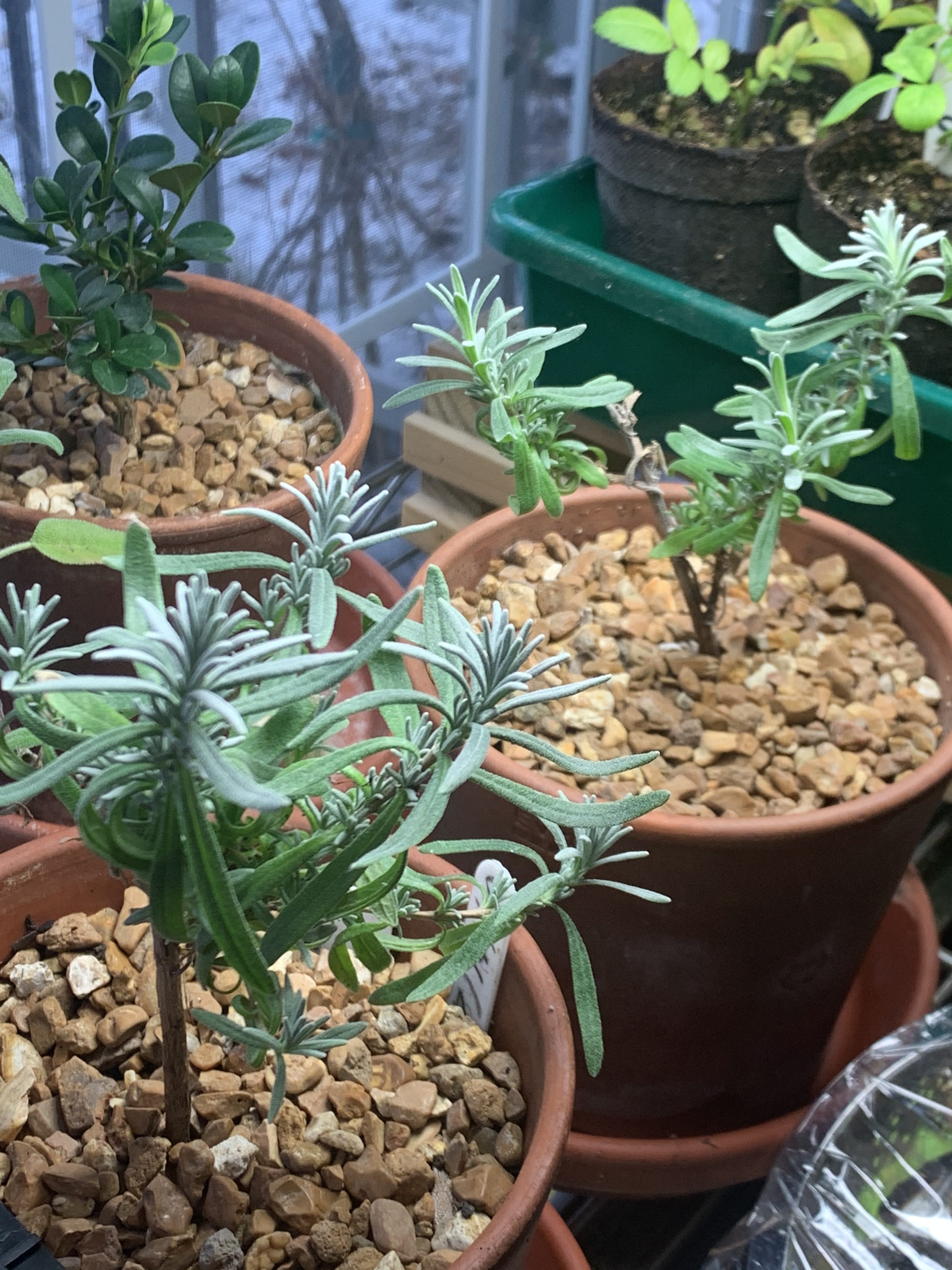 BLOOM THYME FRIDAY POTTING SHED PUTTERINGS The Garden Diary