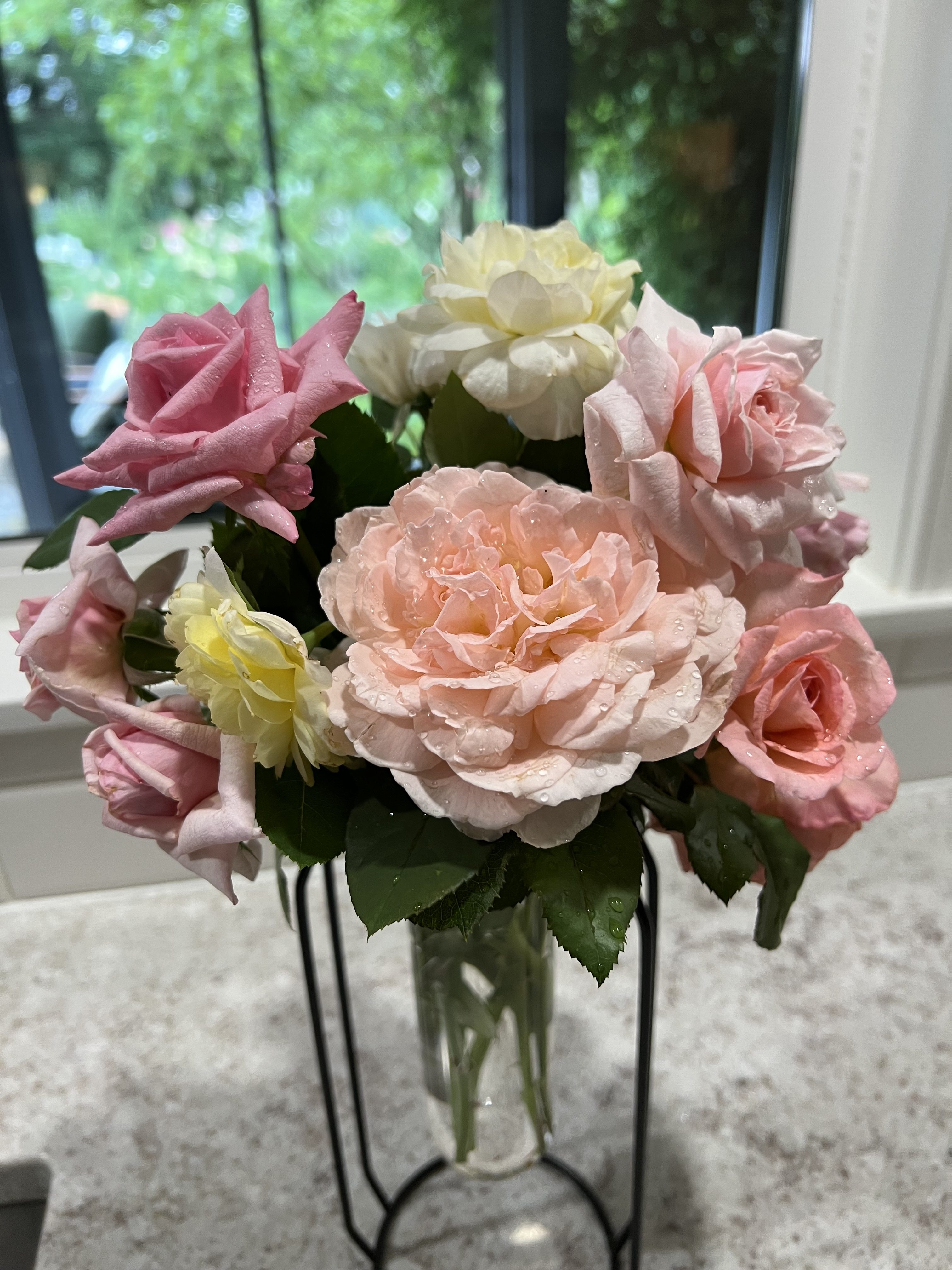 Image of Parfuma Rose in a Teacup