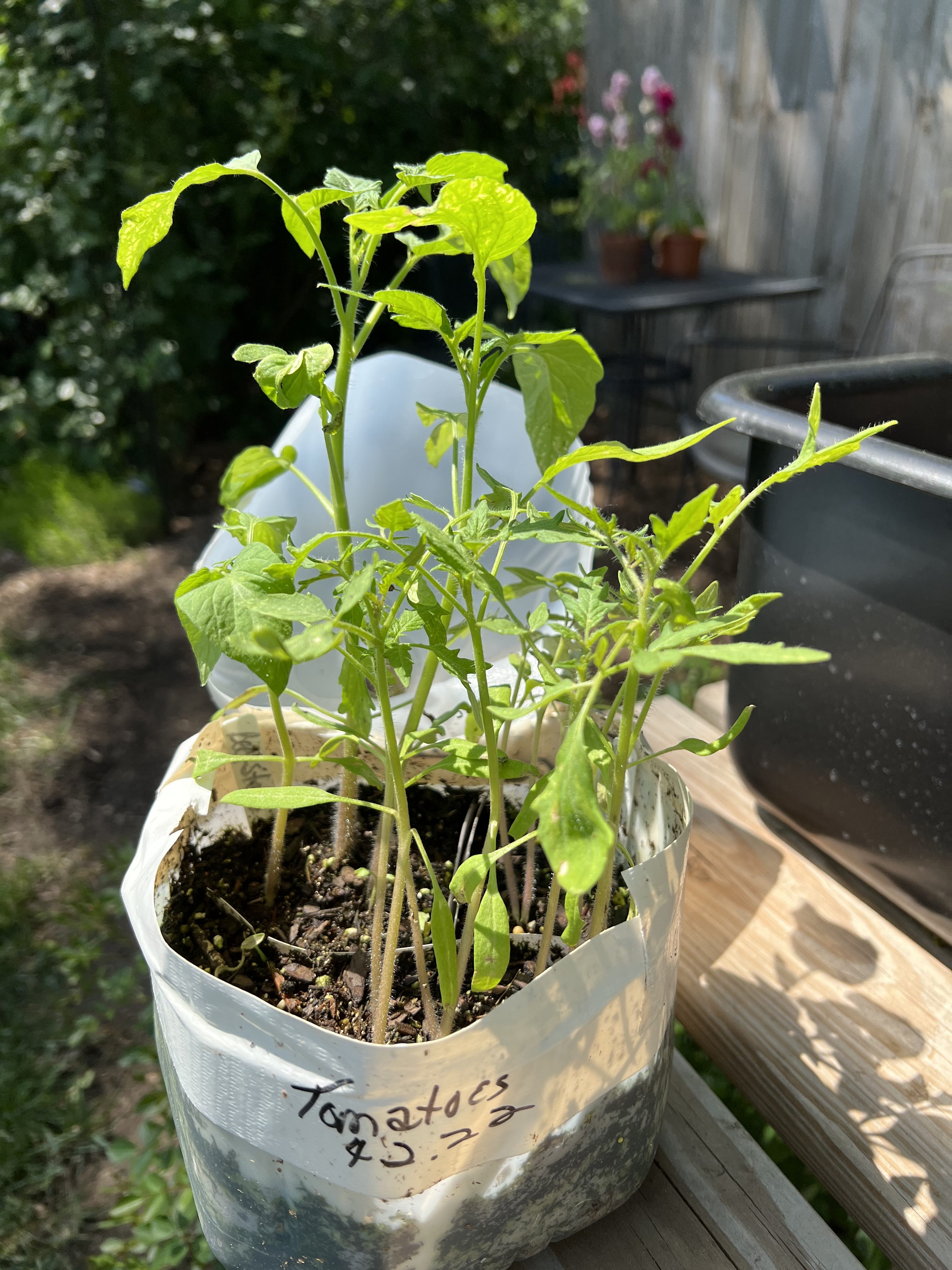BLOOM THYME FRIDAY WINTER SOWING The Garden Diary