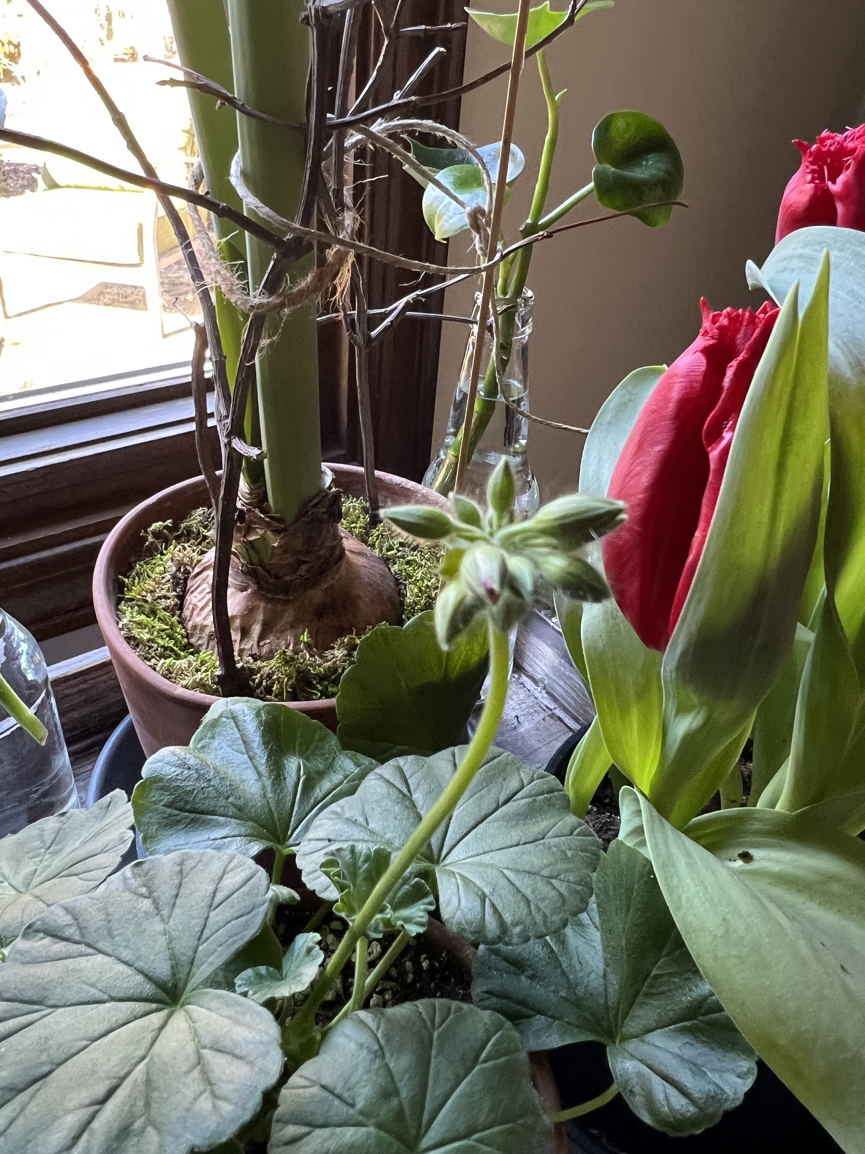 Bloom Thyme Friday More Winter Sowing The Garden Diary