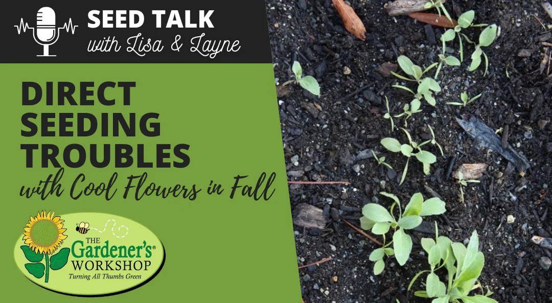 108 Direct Seeding Troubles With Cool Flowers In Fall The Gardener