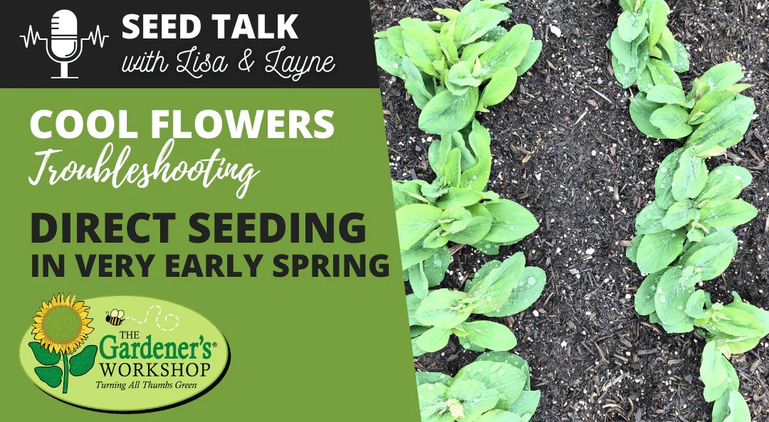 20 Cool Flowers Troubleshooting Direct Seeding In Very Early Spri