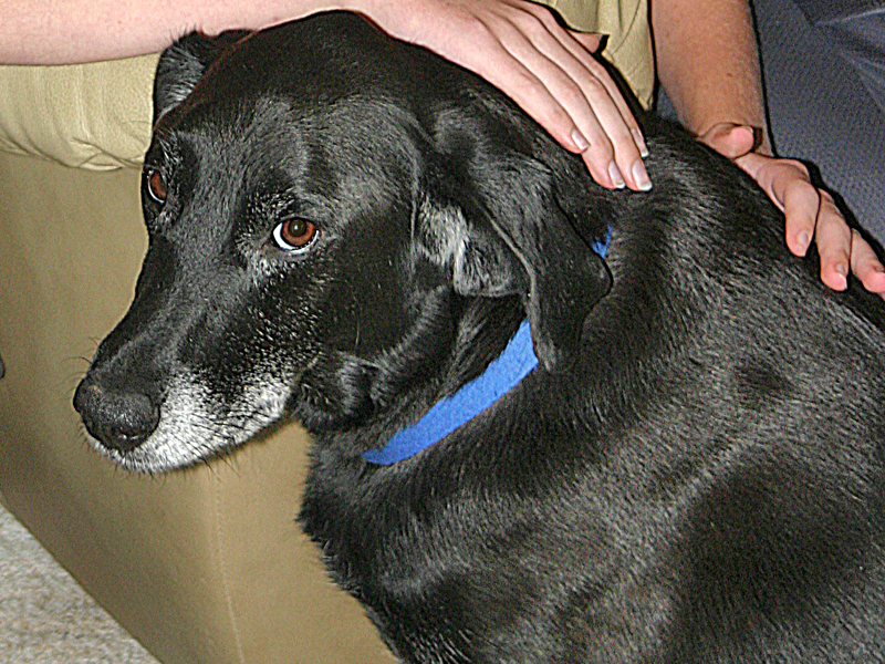 emotional support animal aa