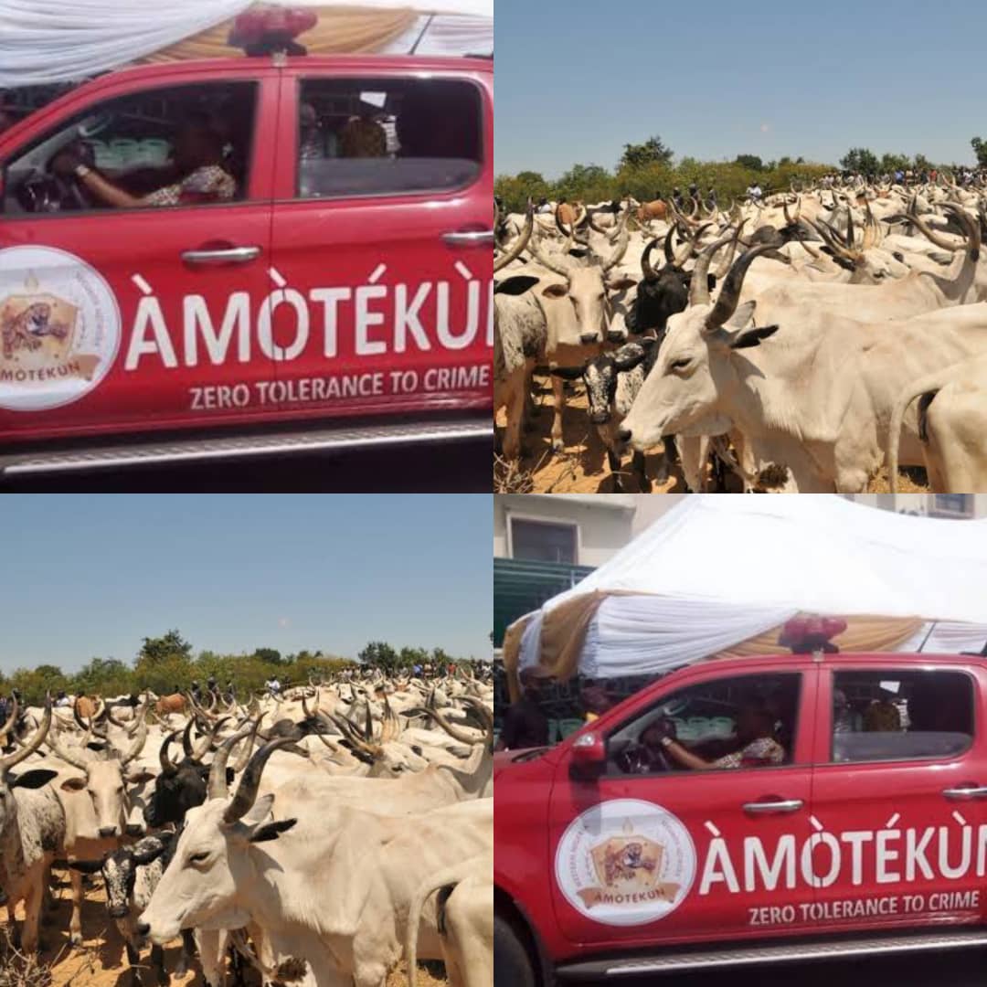 BREAKING: 100 Cows Arrested By Amotekun Corps In Ondo States
