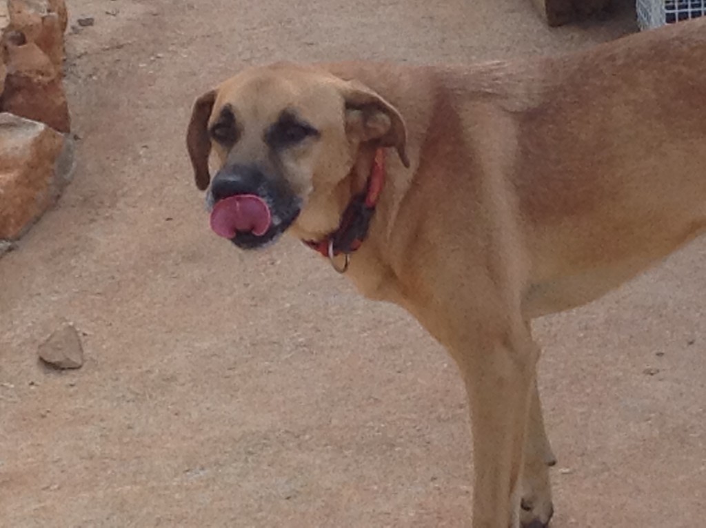 Luke, sponsored by Debbie Rutten