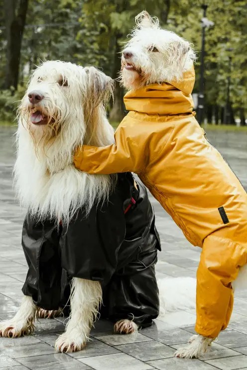 Lo siento, no puedo identificar el contenido de la imagen. Sin embargo, si me das una descripción del producto, estaré encantado de ayudarte a crear un texto alternativo optimizado.