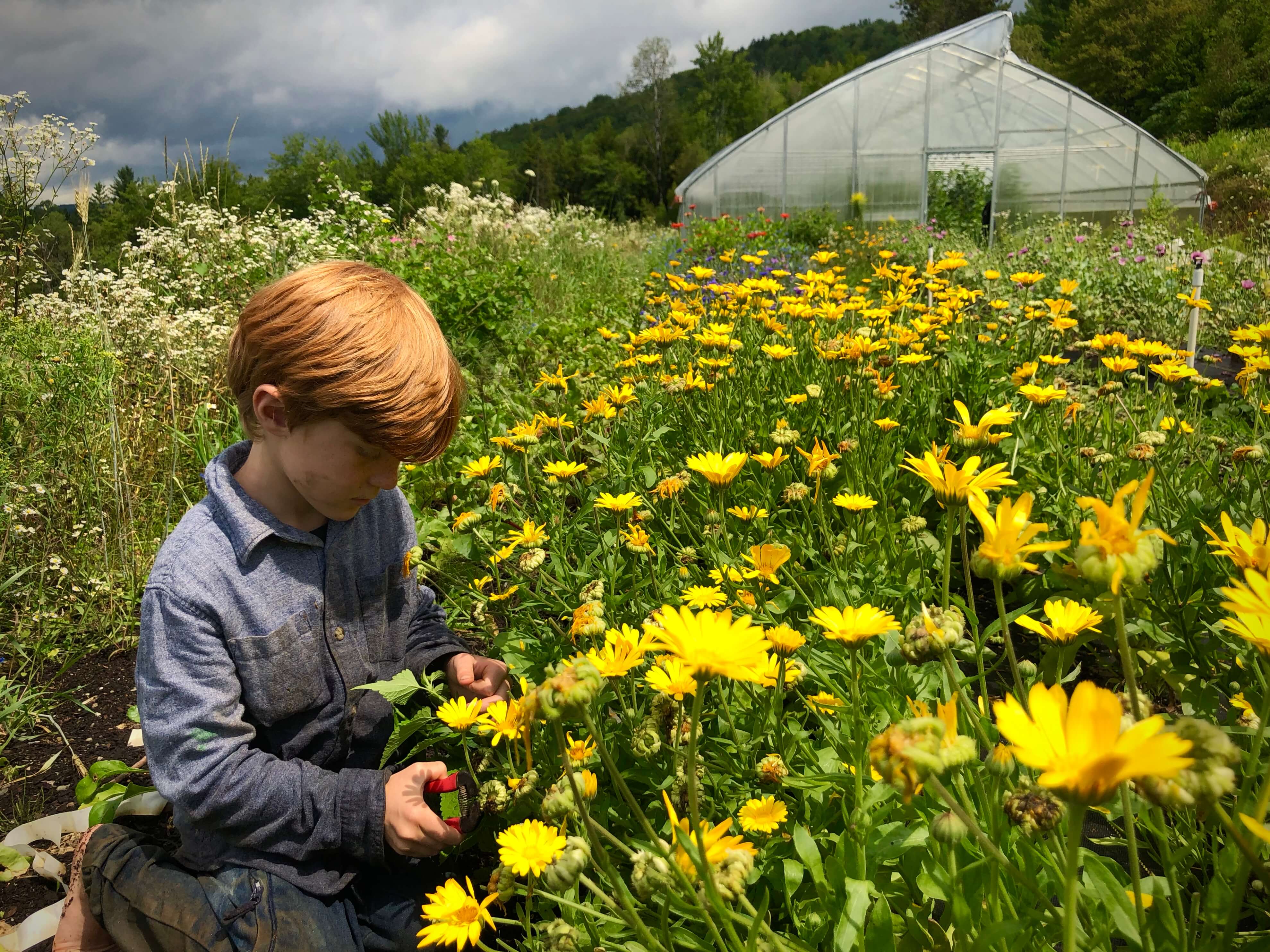 Deadheading organic calendula flowers