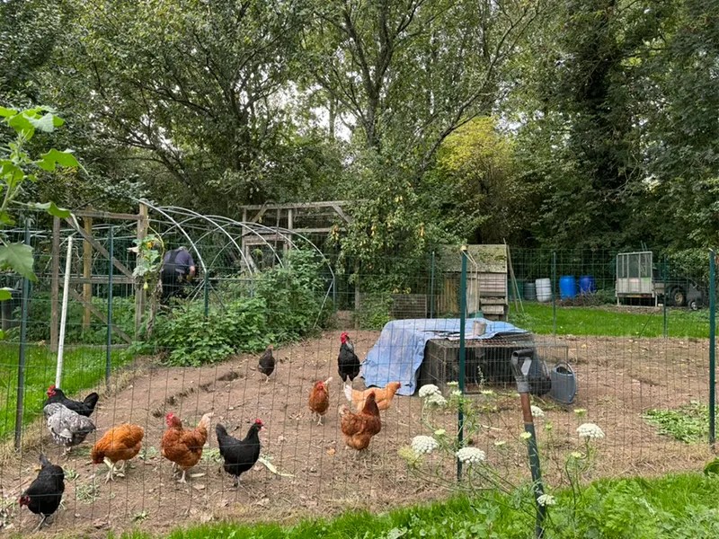 Bon weekend from a mad chicken lady in France!