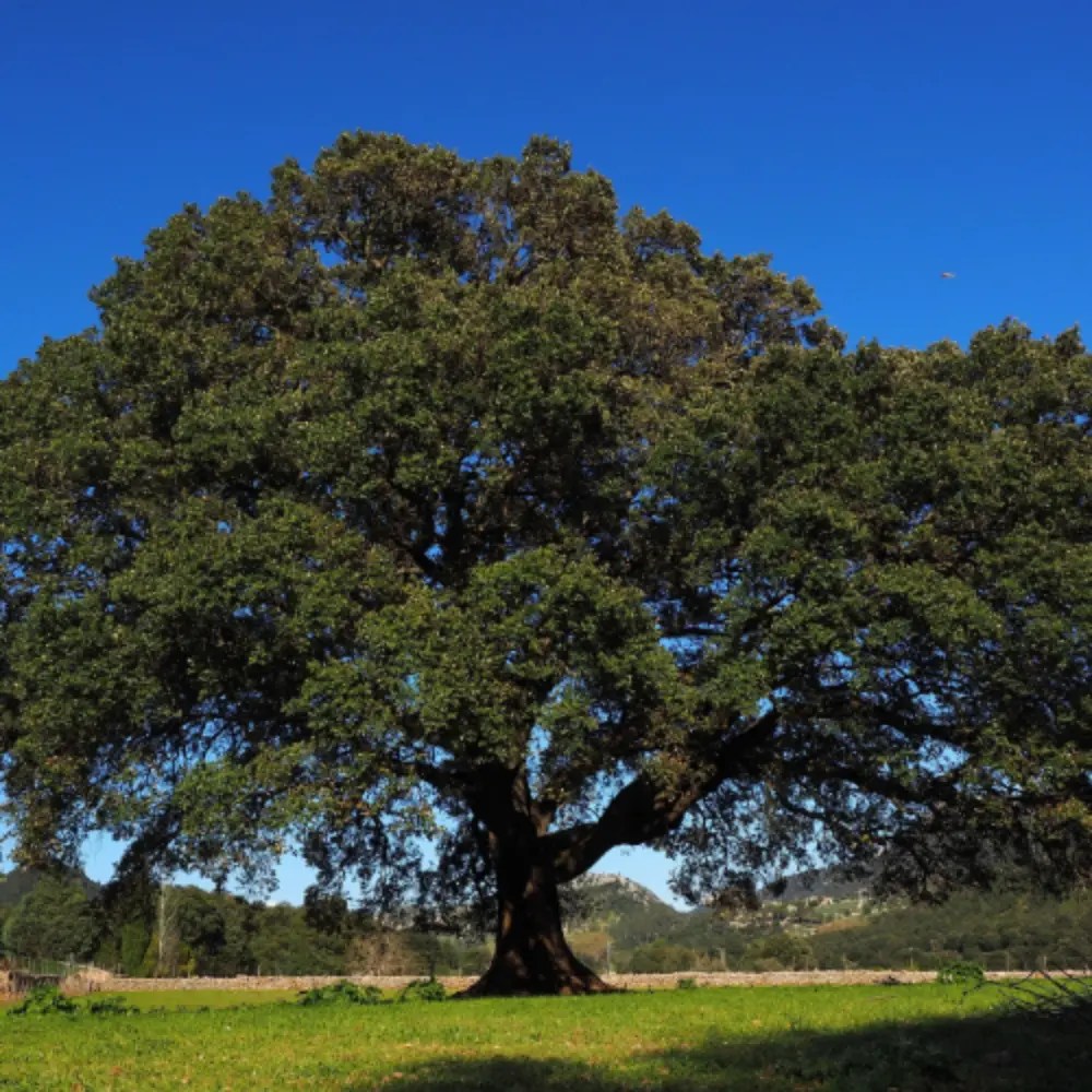 Howood Tree
