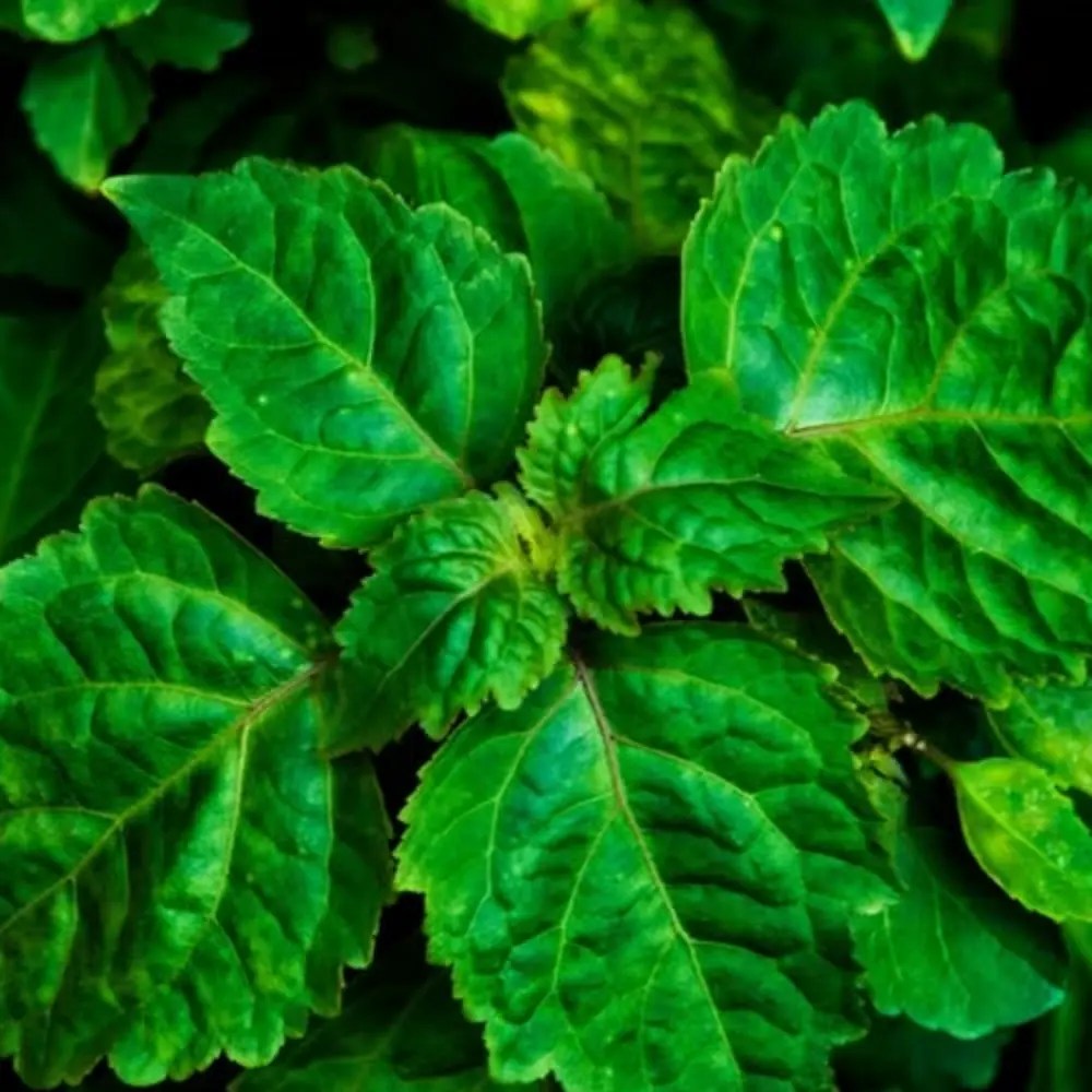 Patchouli Leaves