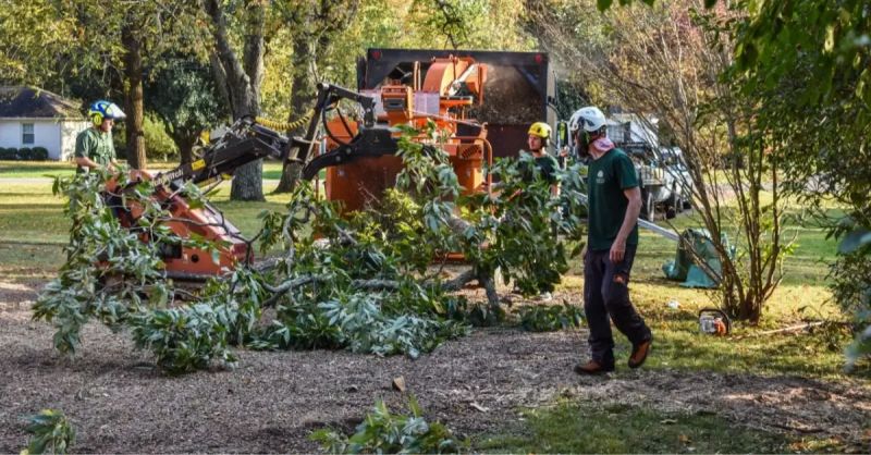 Best Management Practices Tree Support Systems Cabling Bracing And - Elegant High Resolution Colorful Illustrations | Free Download