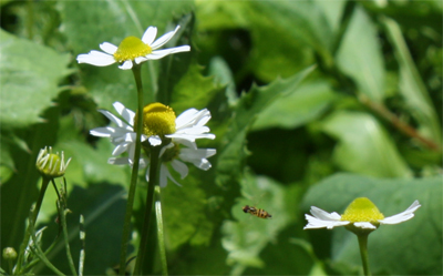 Benefits of Chamomile Tea | | Lisa Robbins Holistic ...