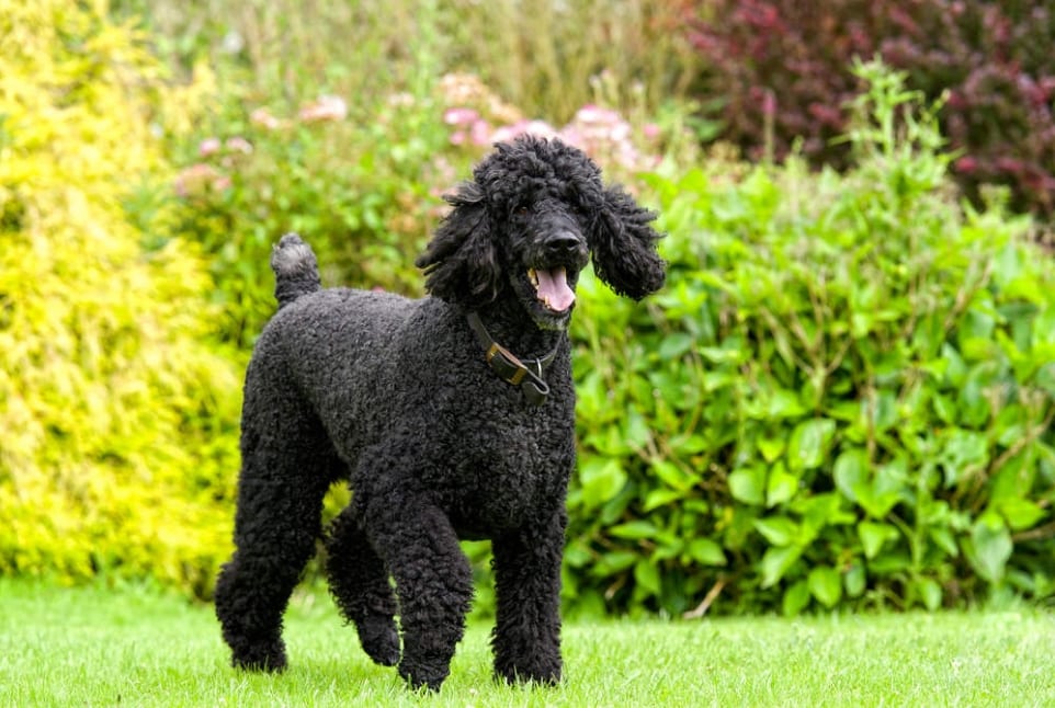 Ternyata, anjing poodle termasuk anjing cerdas! Jenis Anjing Pudel - Thegorbalsla