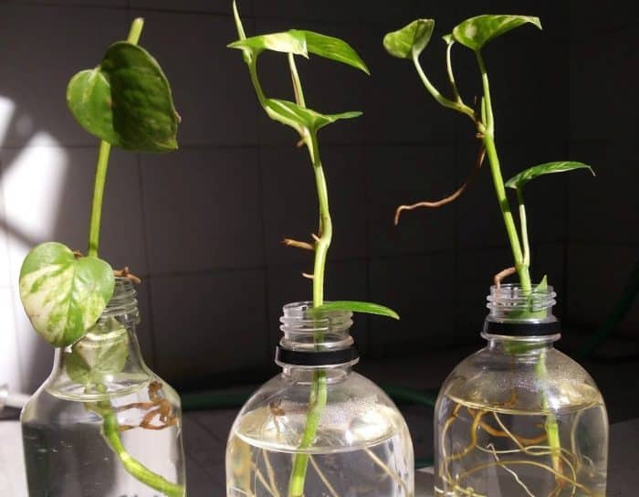 Kemudian menanam batang sirih merah dalam pot atau polybag. 4 Cara Menanam Daun Sirih Lengkap Dengan Gambar Dan Deskripsi