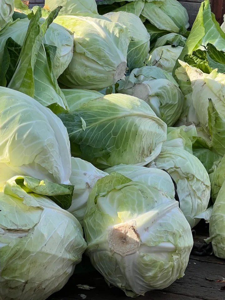 Cabbages