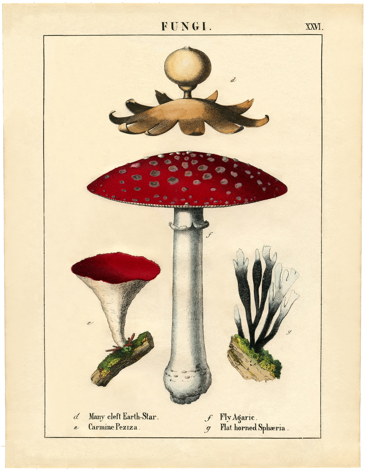 Gorgeous botanical mushroom printable!