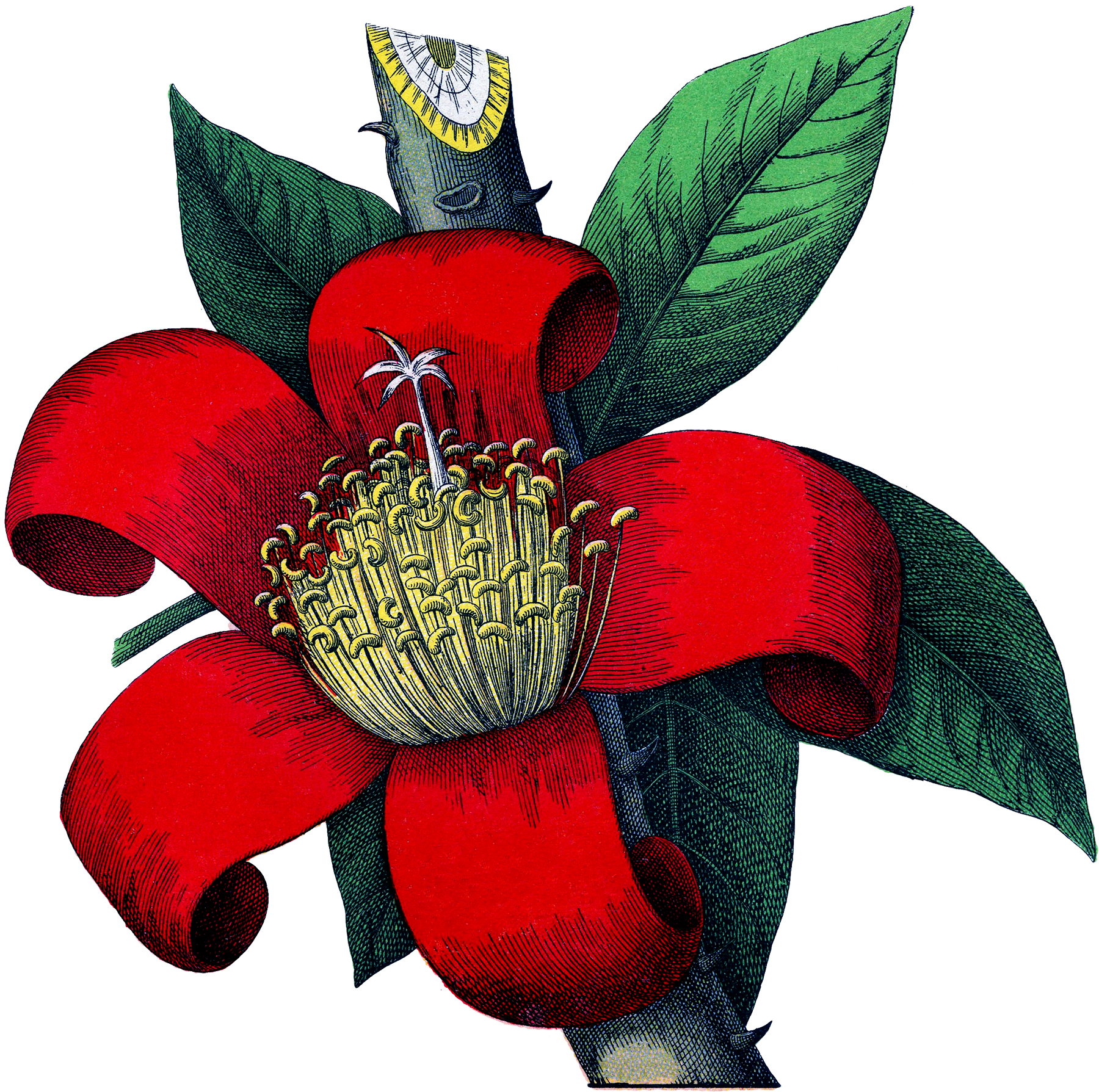 Tulip flower, vector illustration art red flora vector illustration. 6 Red Flower Drawings The Graphics Fairy
