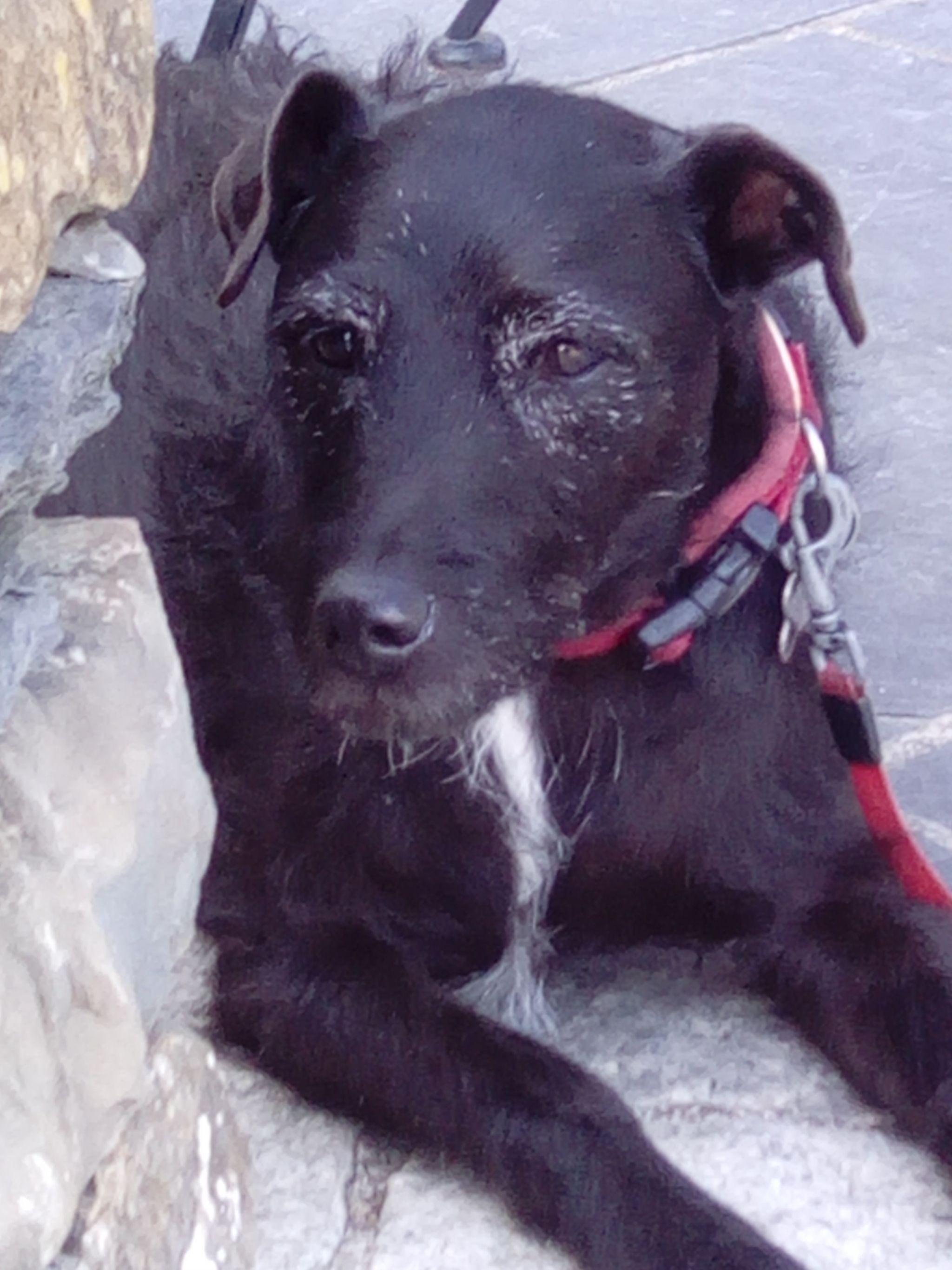 What about Odie? Some top tips on travelling for dog owners