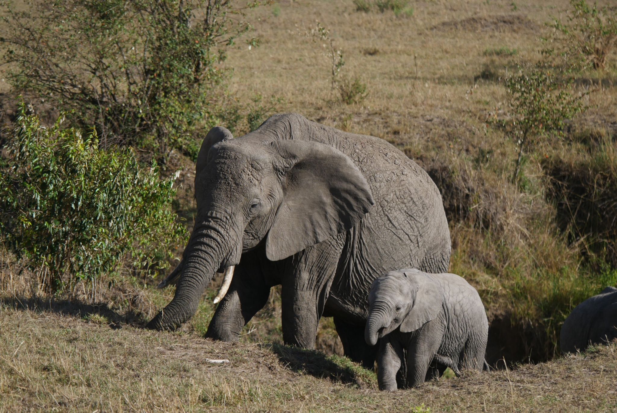 Top Tips for a Safari in Kenya