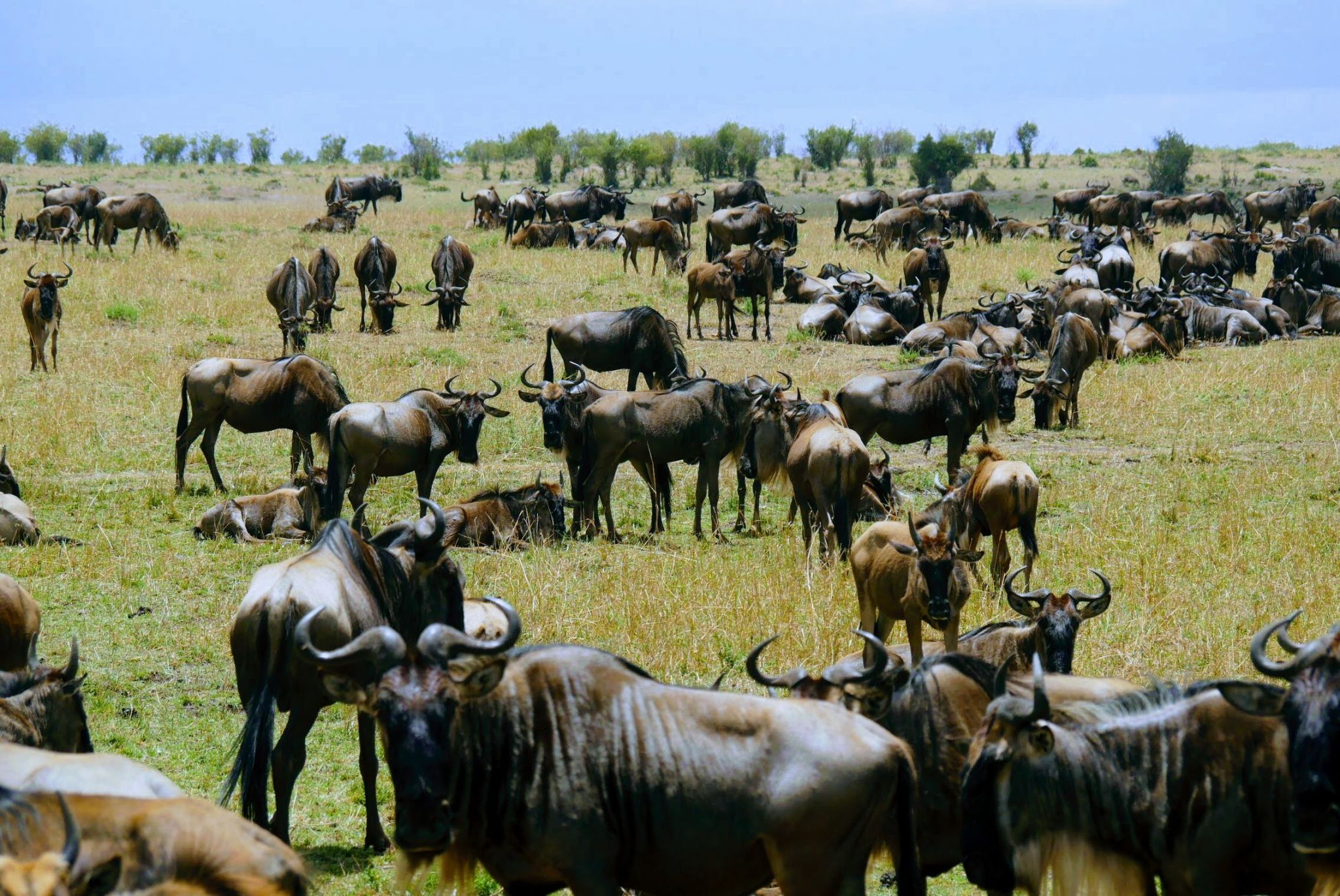 A Safari in the Masai Mara