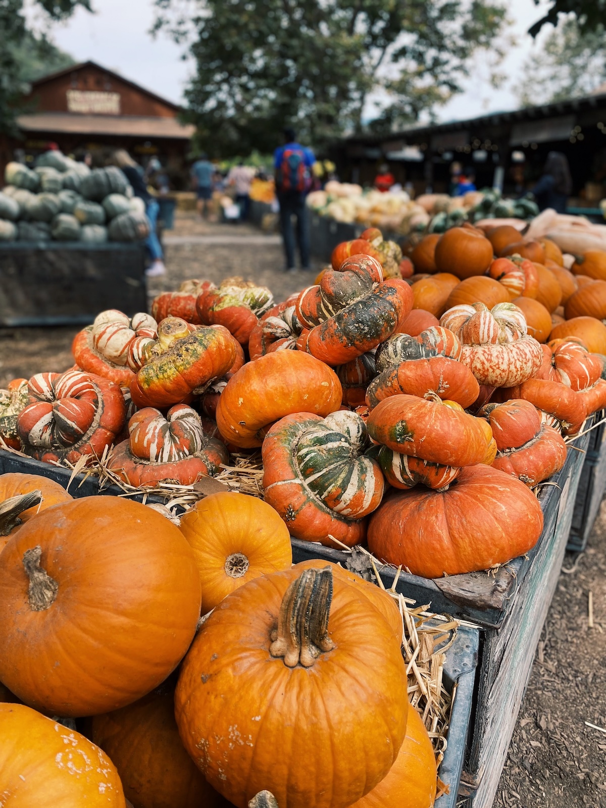 Avila Valley Barn pumpkin patch pismo