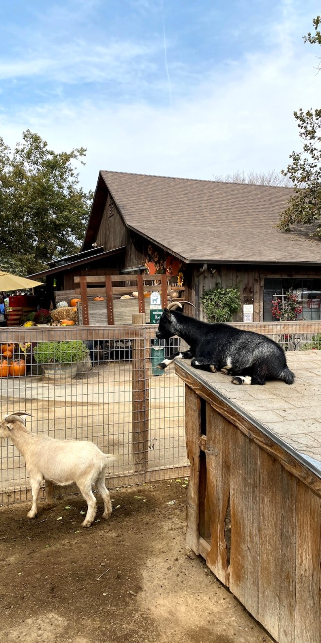 Avila Valley Barn petting zoo 3