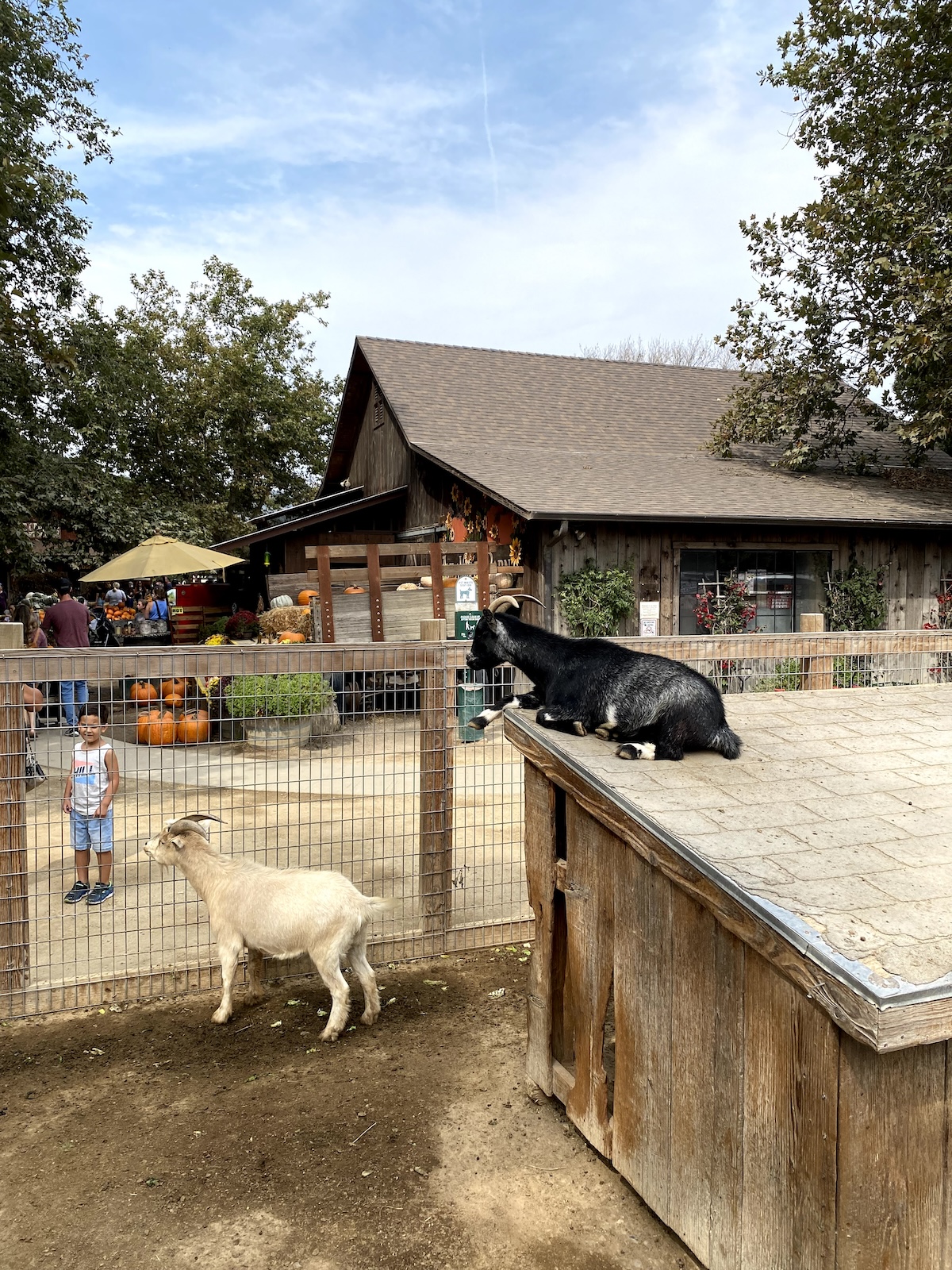 Avila Valley Barn petting zoo 3