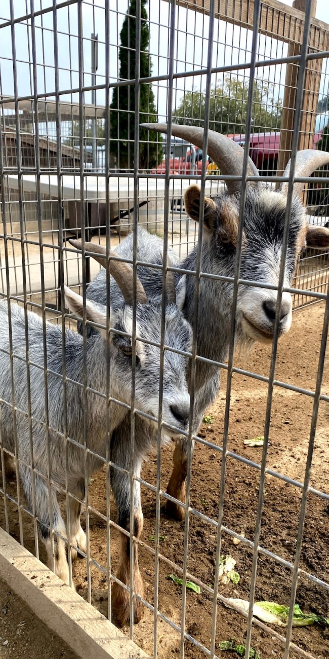 Avila Valley Barn petting zoo 4