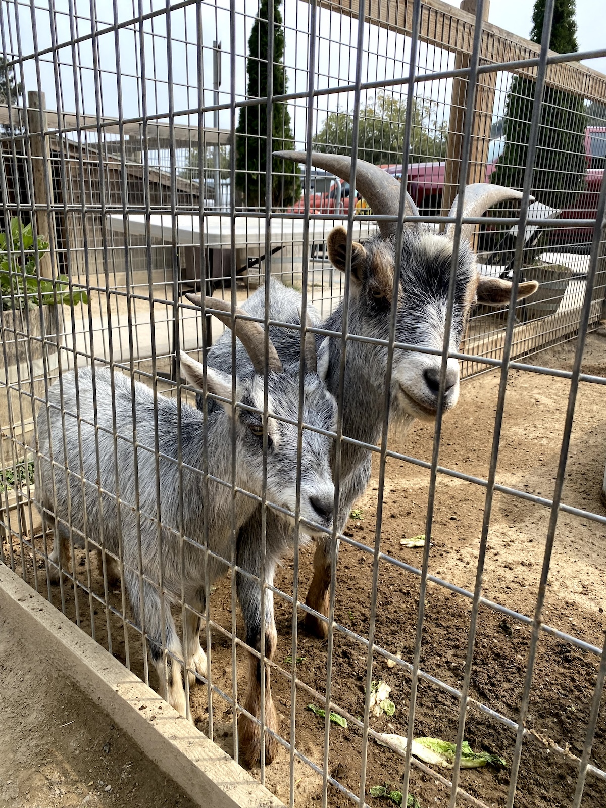 Avila Valley Barn petting zoo 4