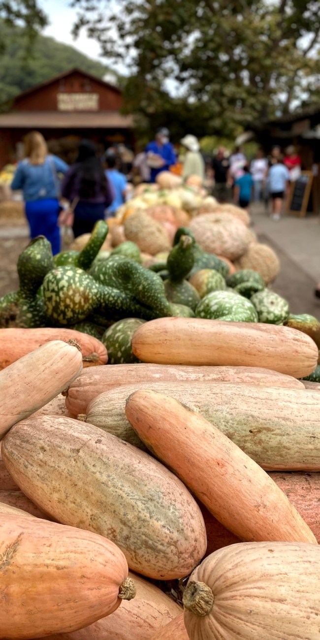 Avila Valley Barn gourds pumpkin patch